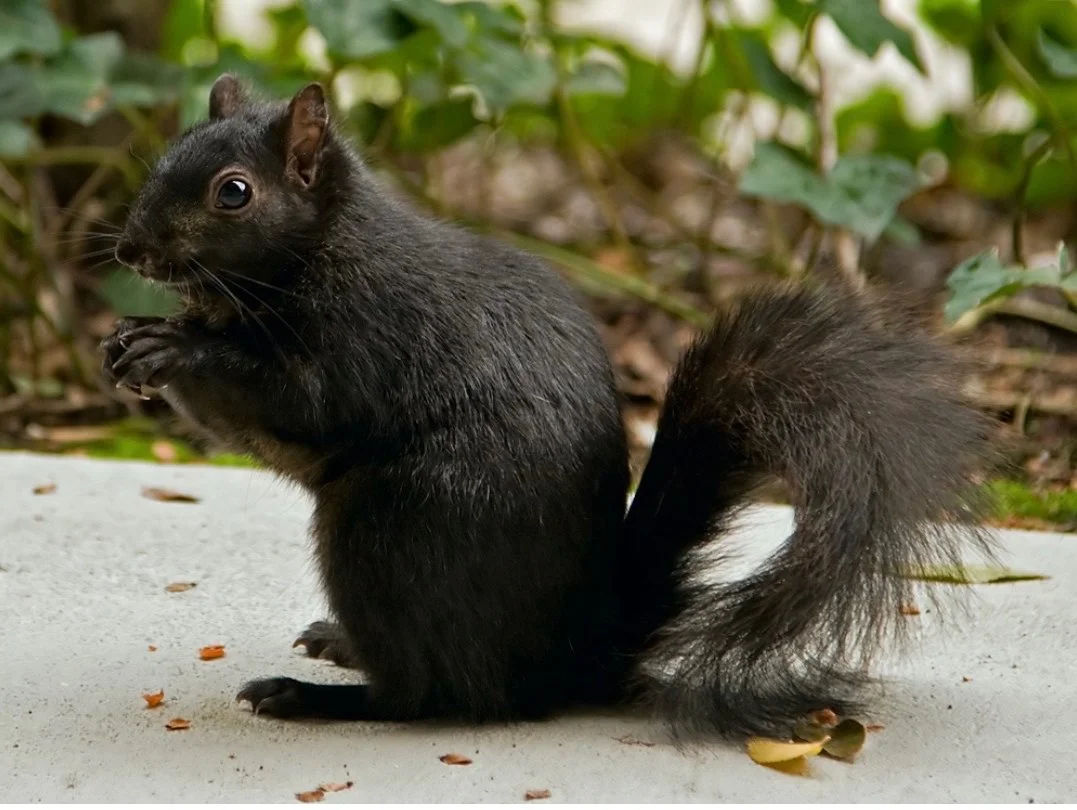 Marne area community club meeting