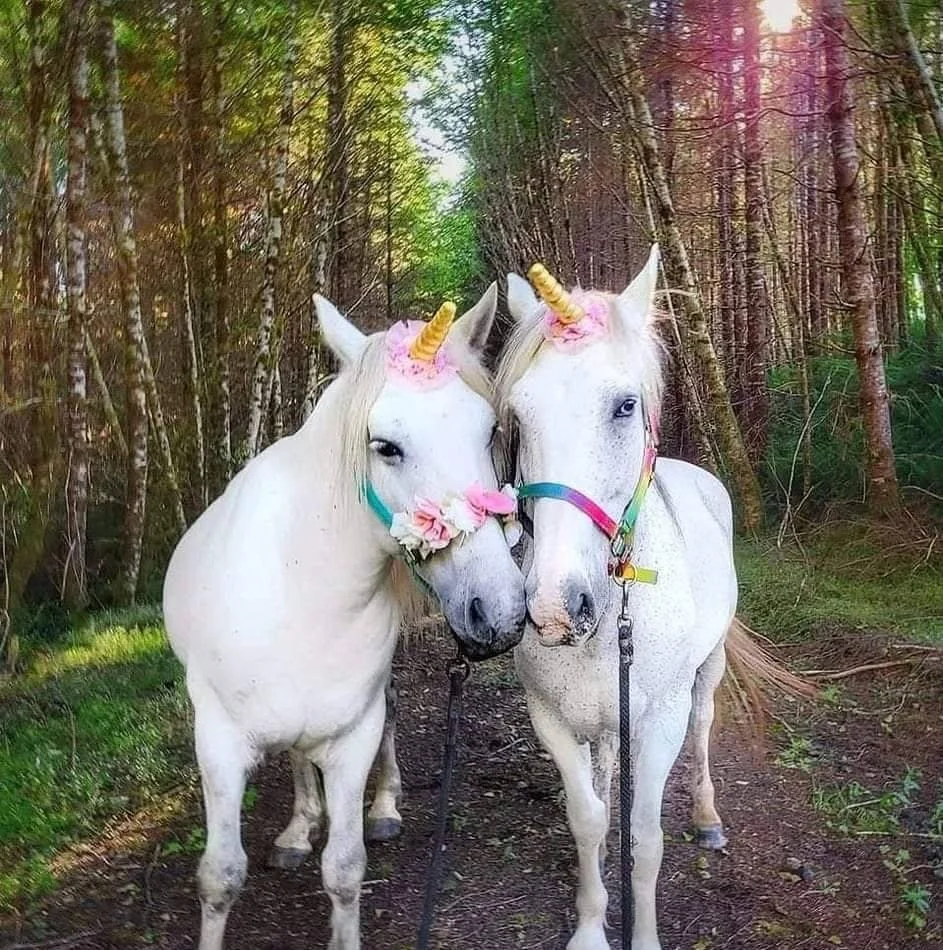 Step Into a Fairytale at the PNW Unicorns Farm Event! 🦄🧜🏼‍♀️🌲