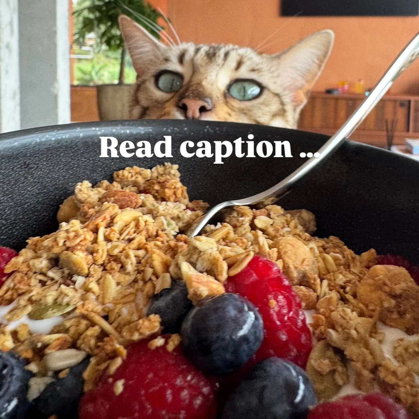 Do you feel like you are overwhelmed with all the information provided about how to actually eat ? Eat this , don&rsquo;t eat this . It&rsquo;s too much &hellip;.. I get it if you don&rsquo;t know What is good for you , what your body needs ? Diets a