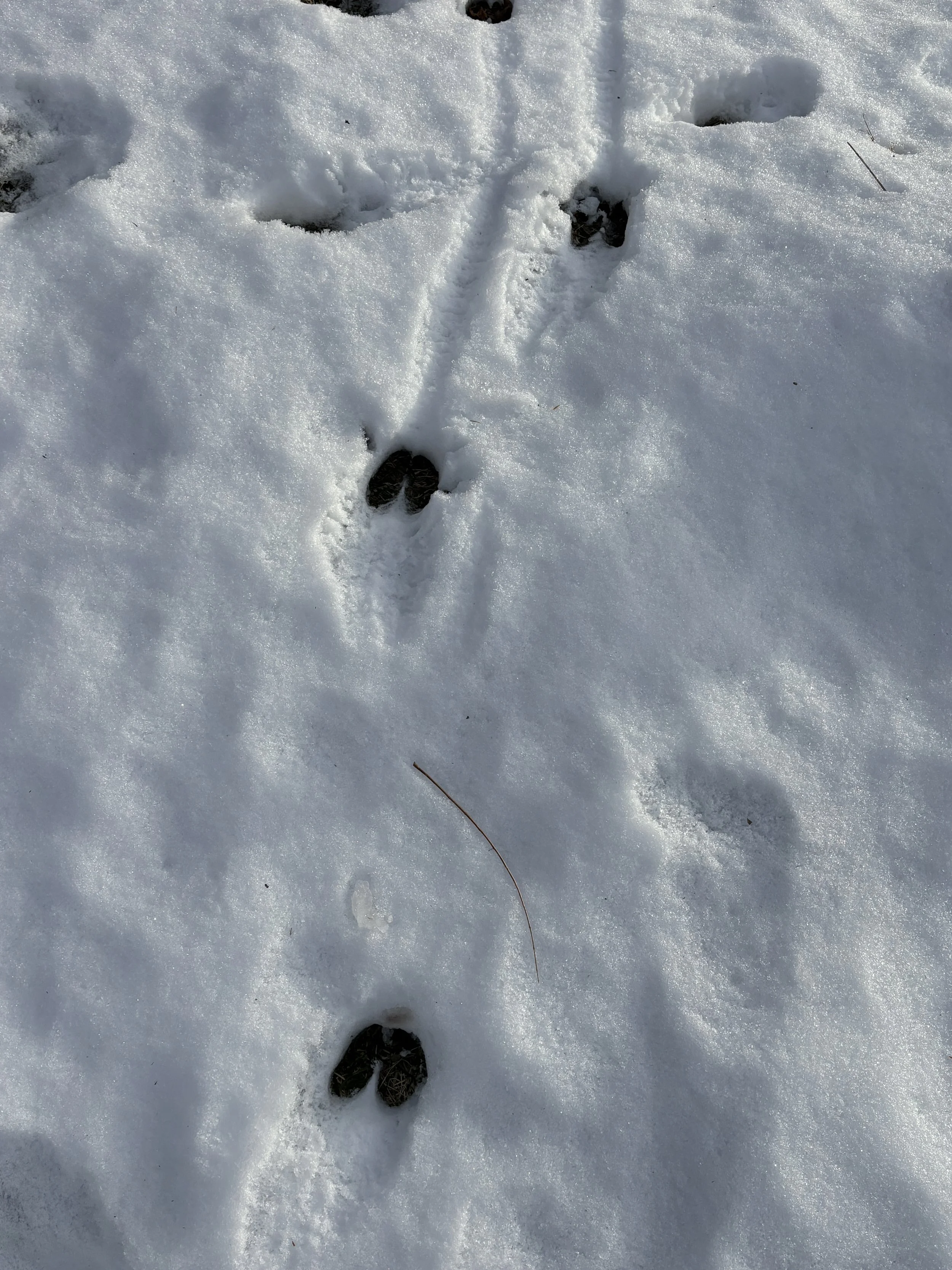 Ibex tracks