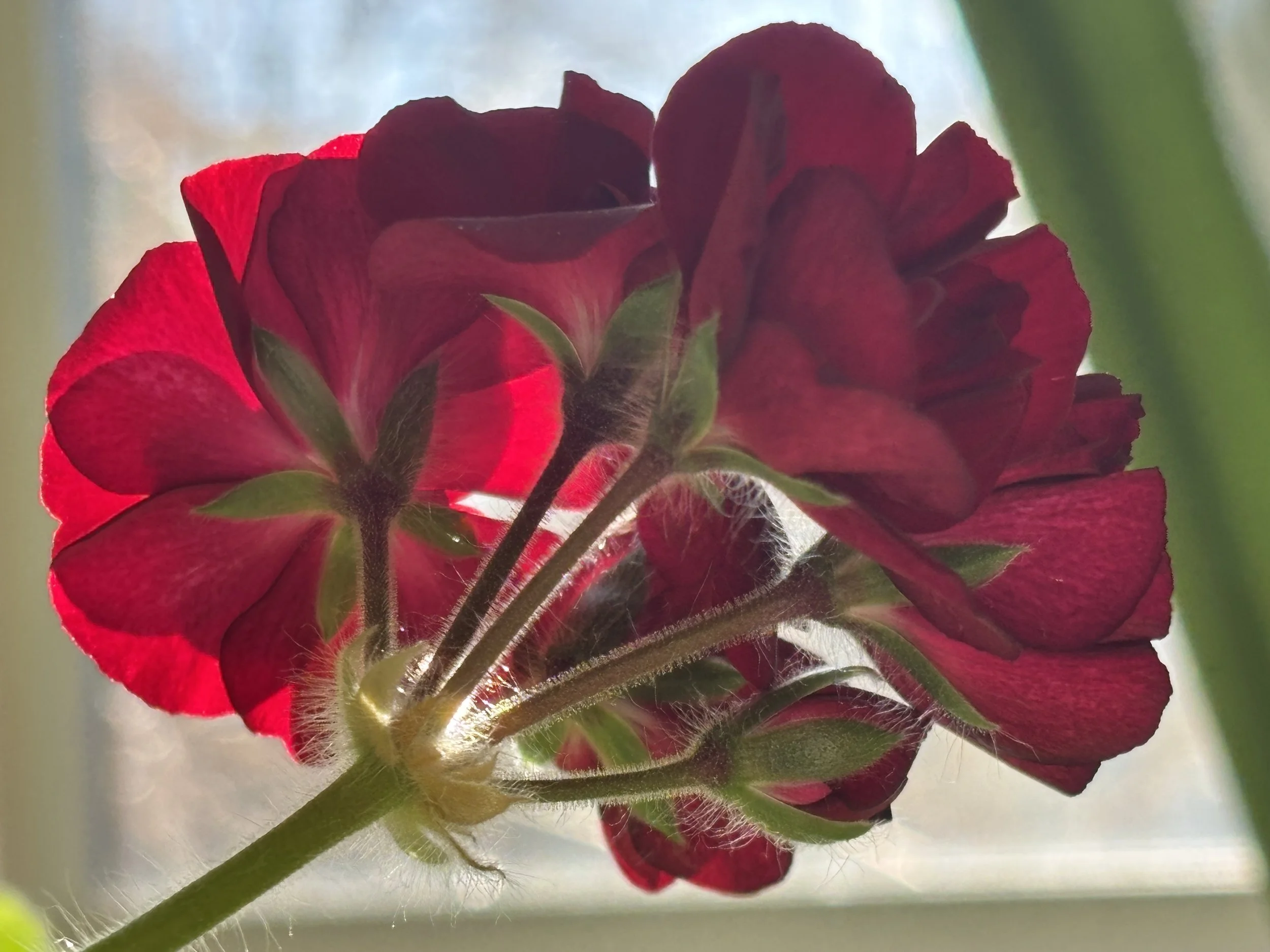 Avian floral response