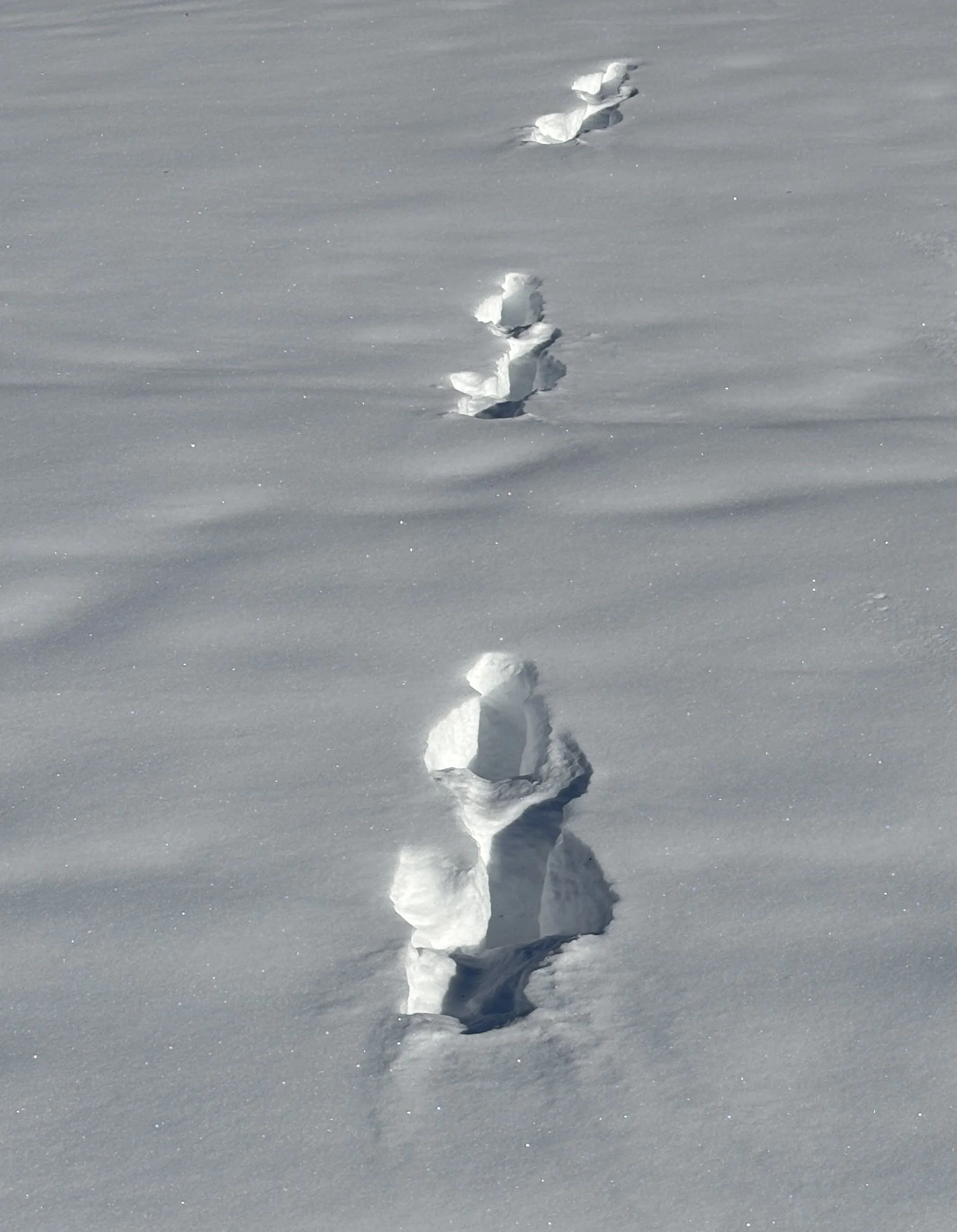 Women’s freestyle moguls