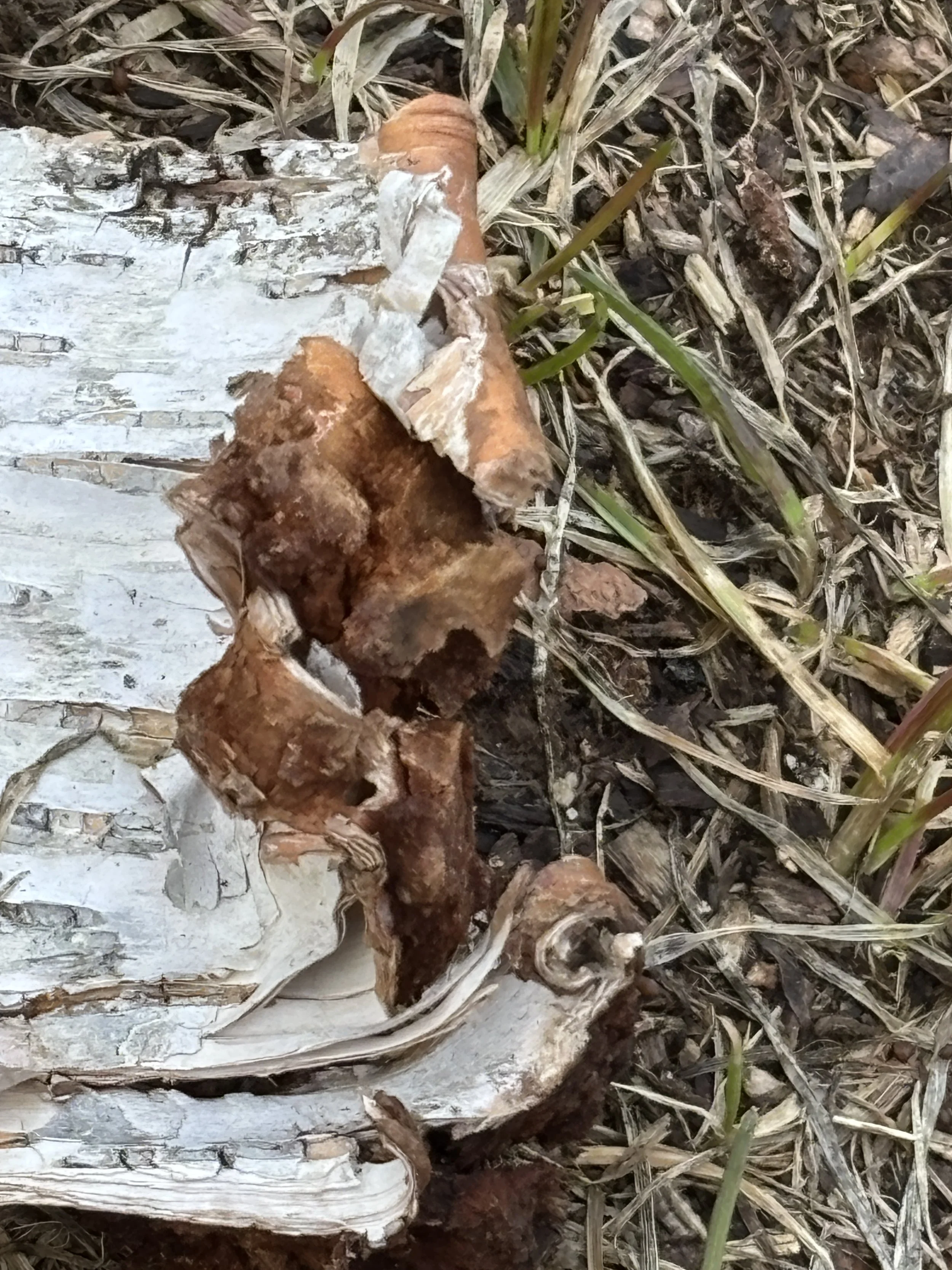 Peel
