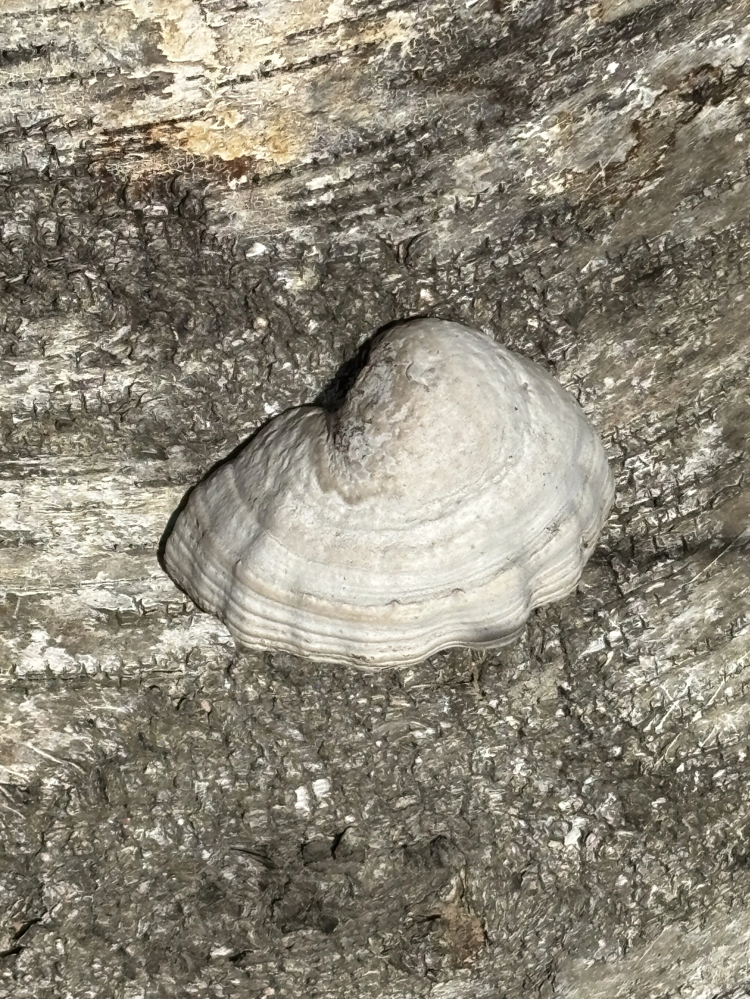On the birch