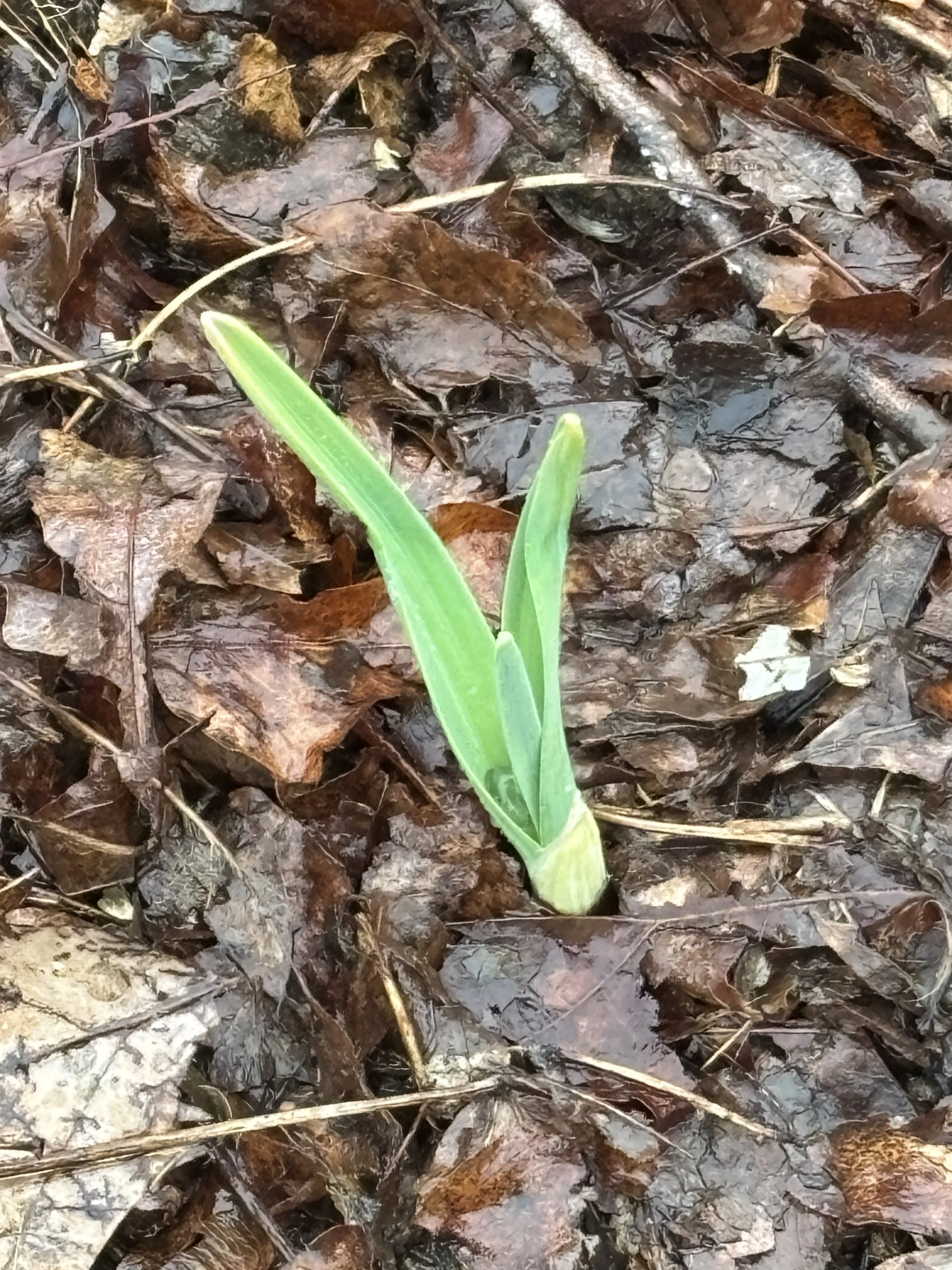 Orion sativum
