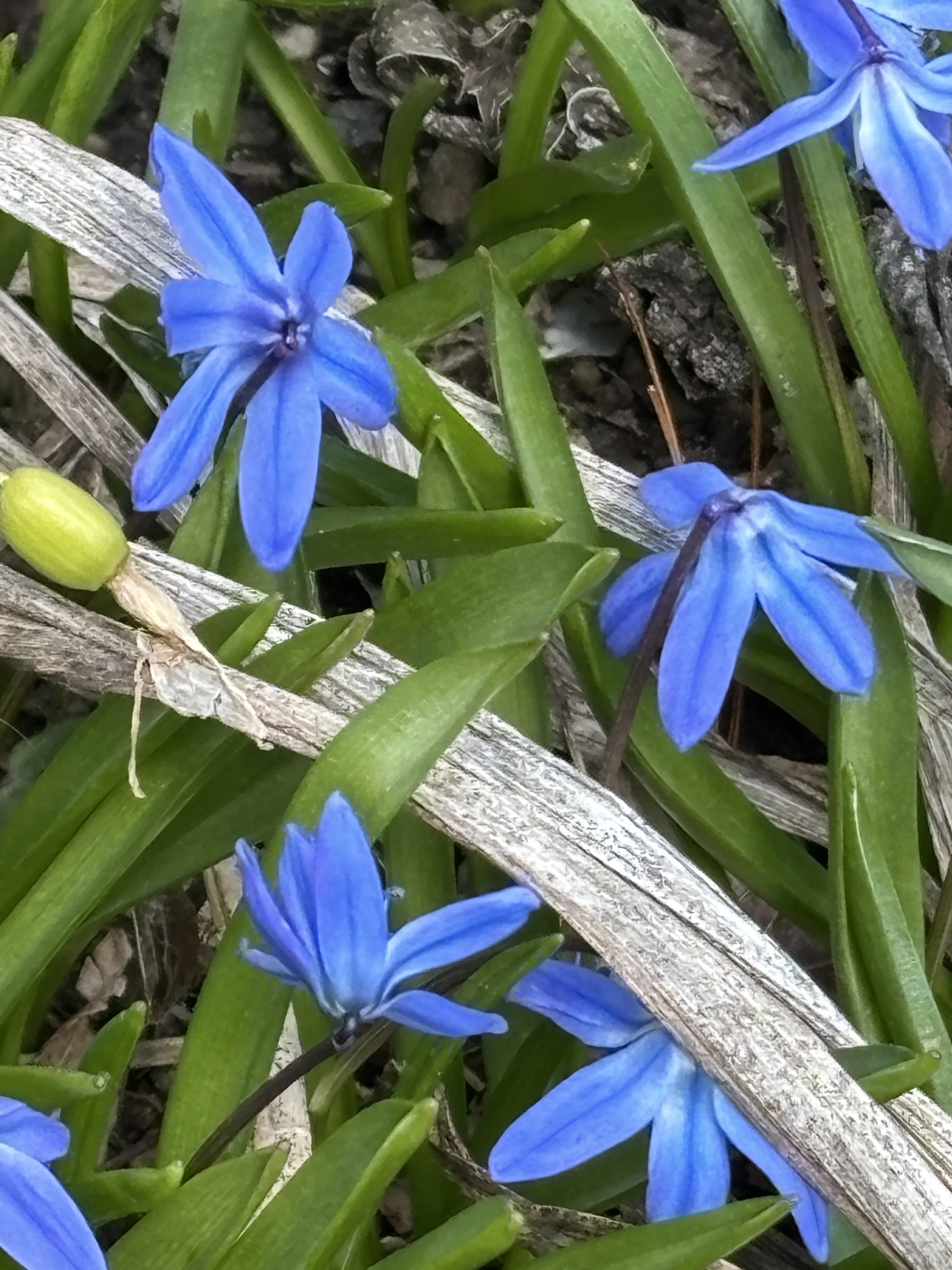 Squills