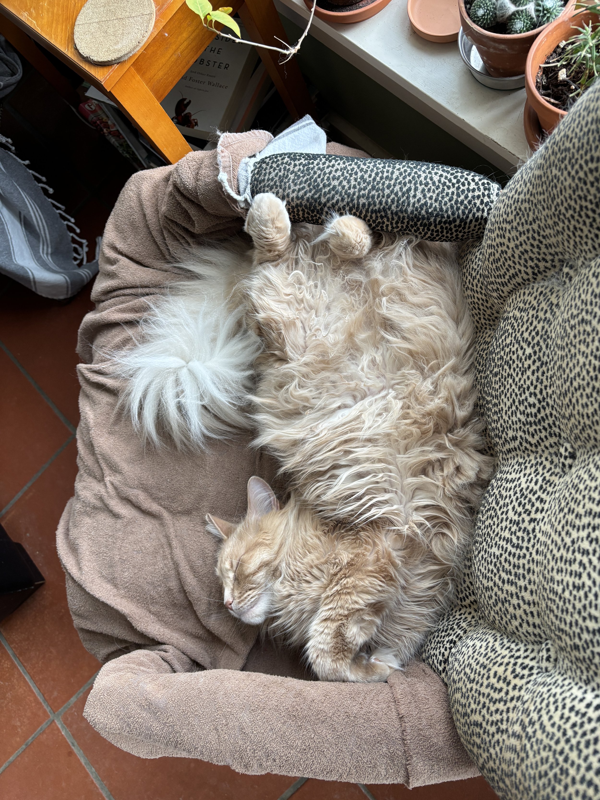 Recumbent