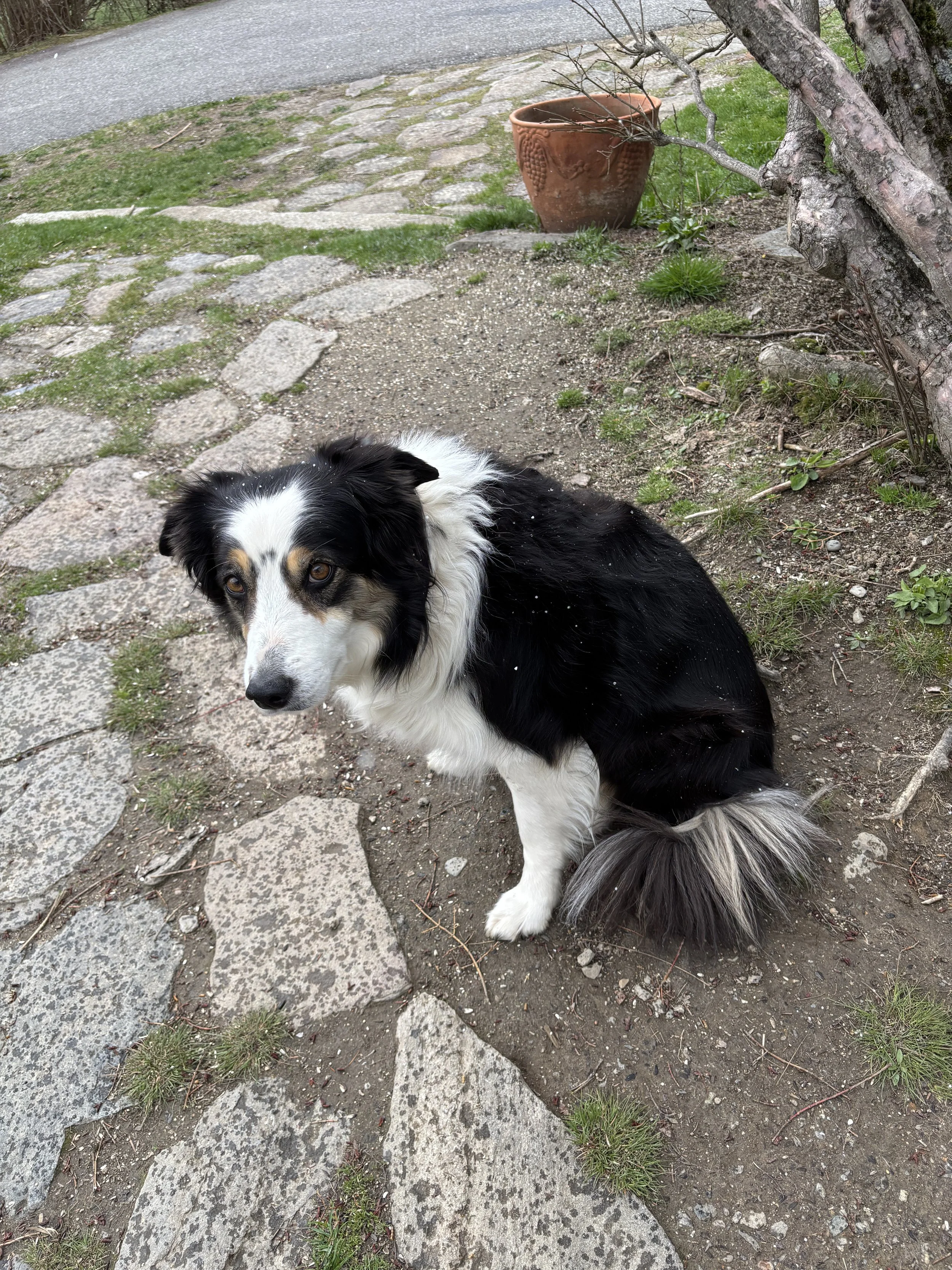 Festoon