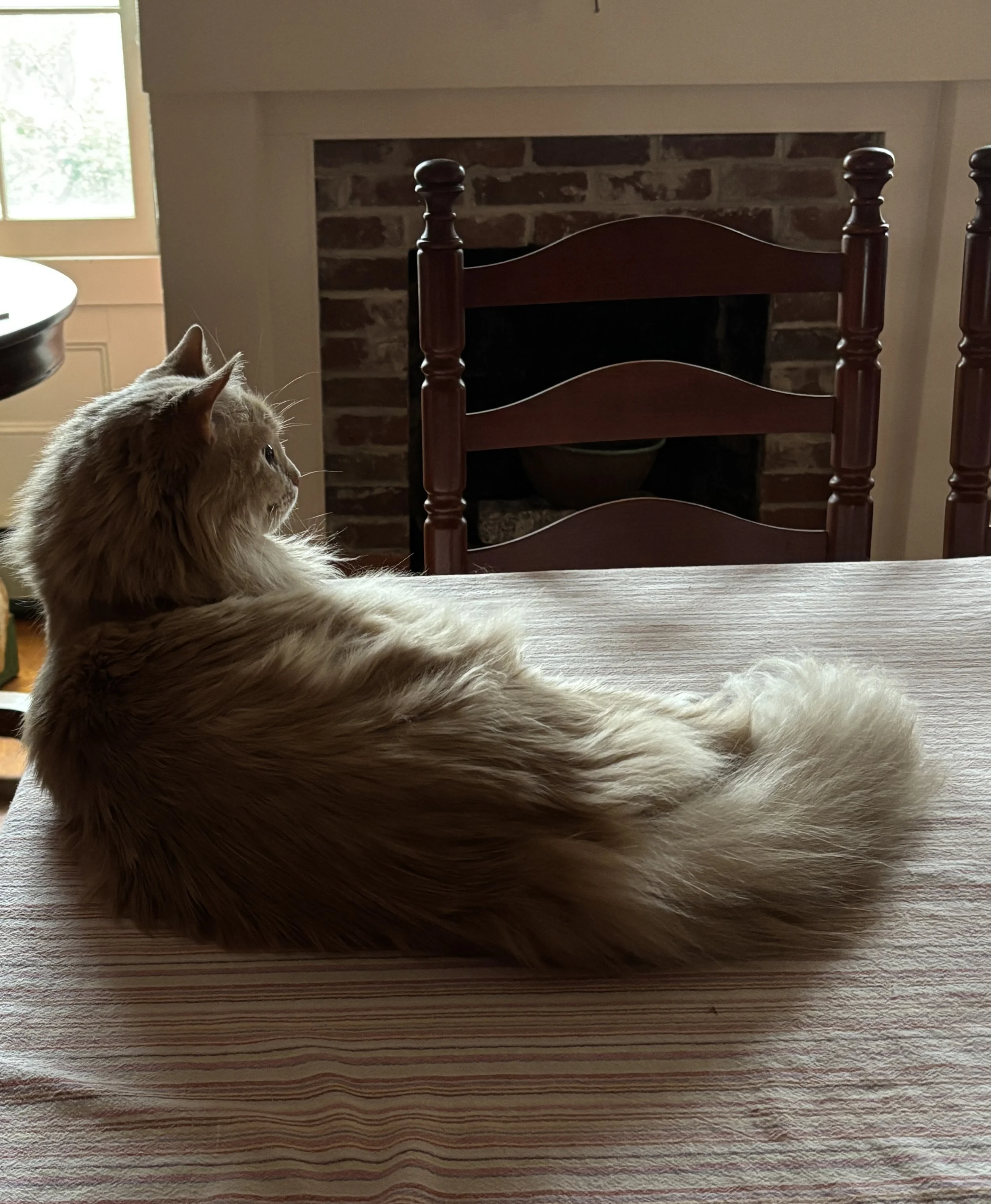 Pelt