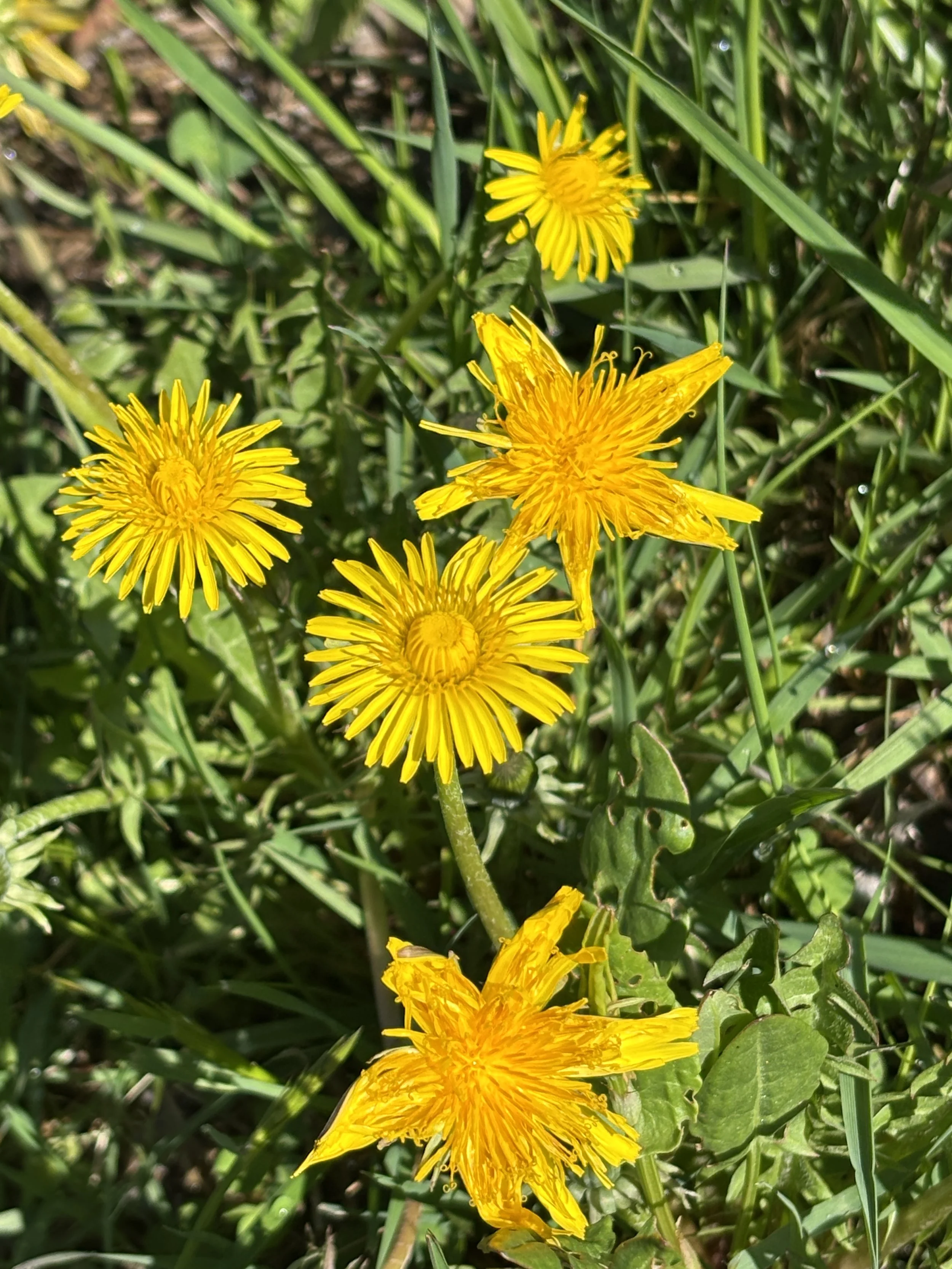 Ground suns