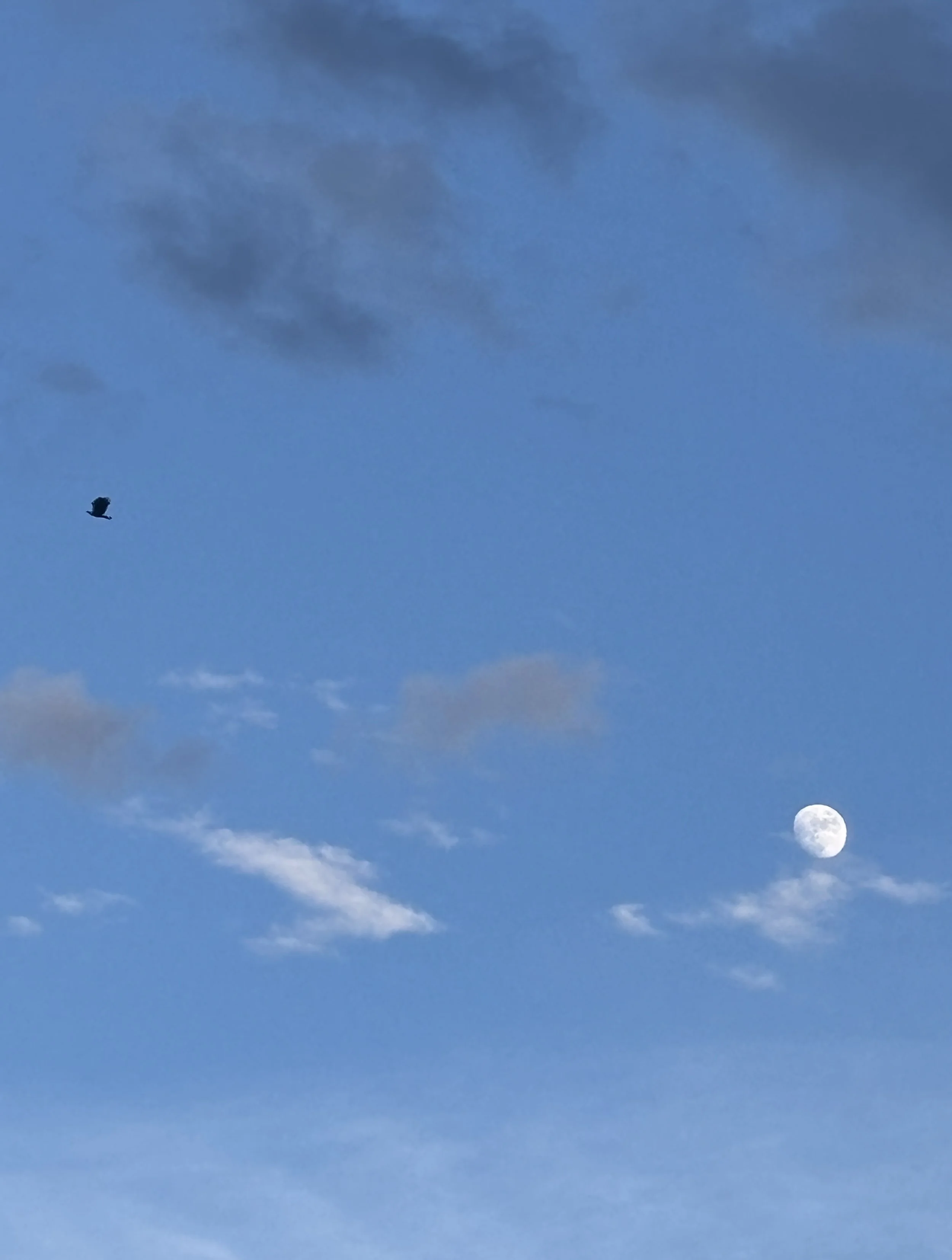 Flight path