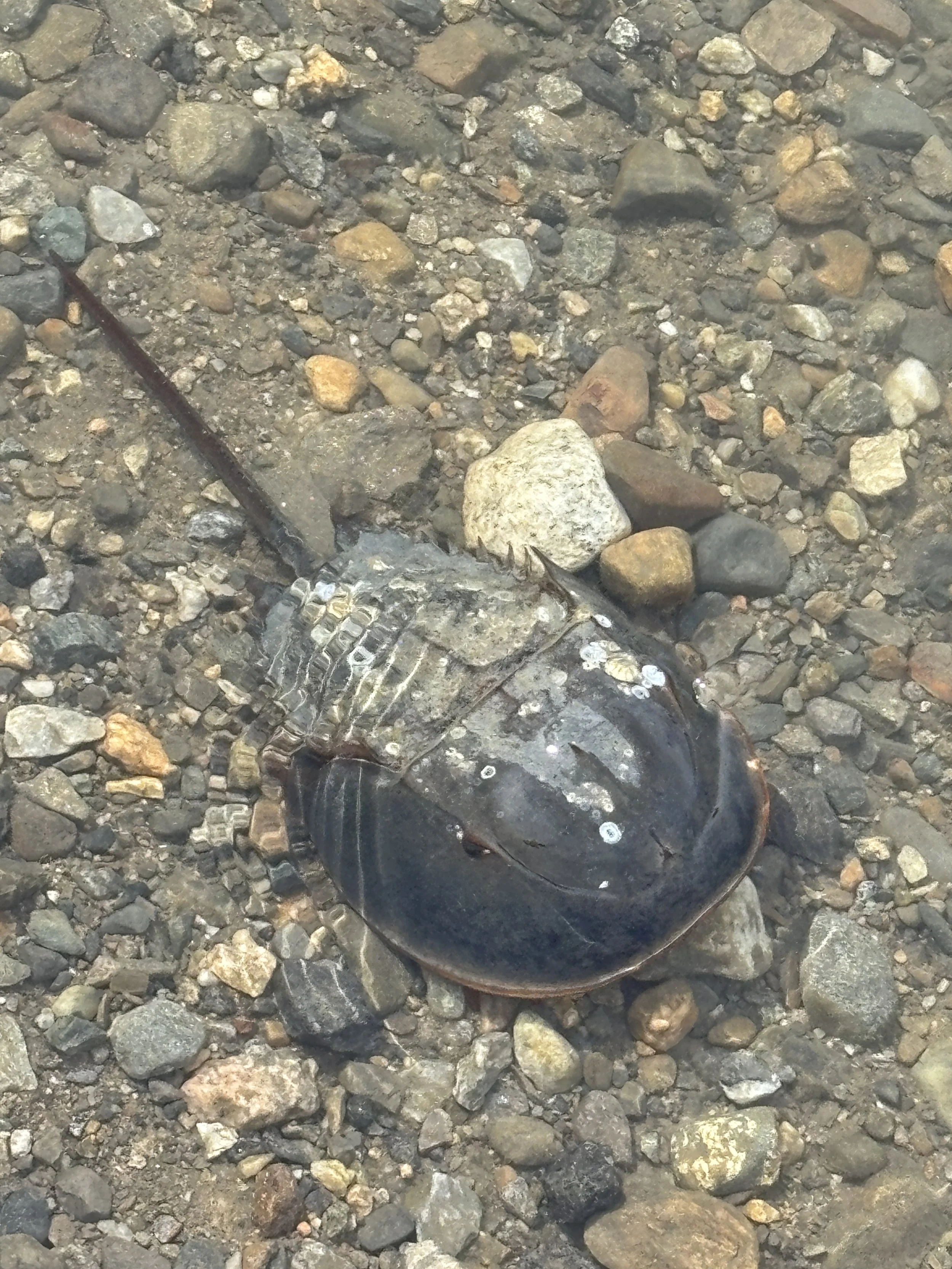 445 million years ago…