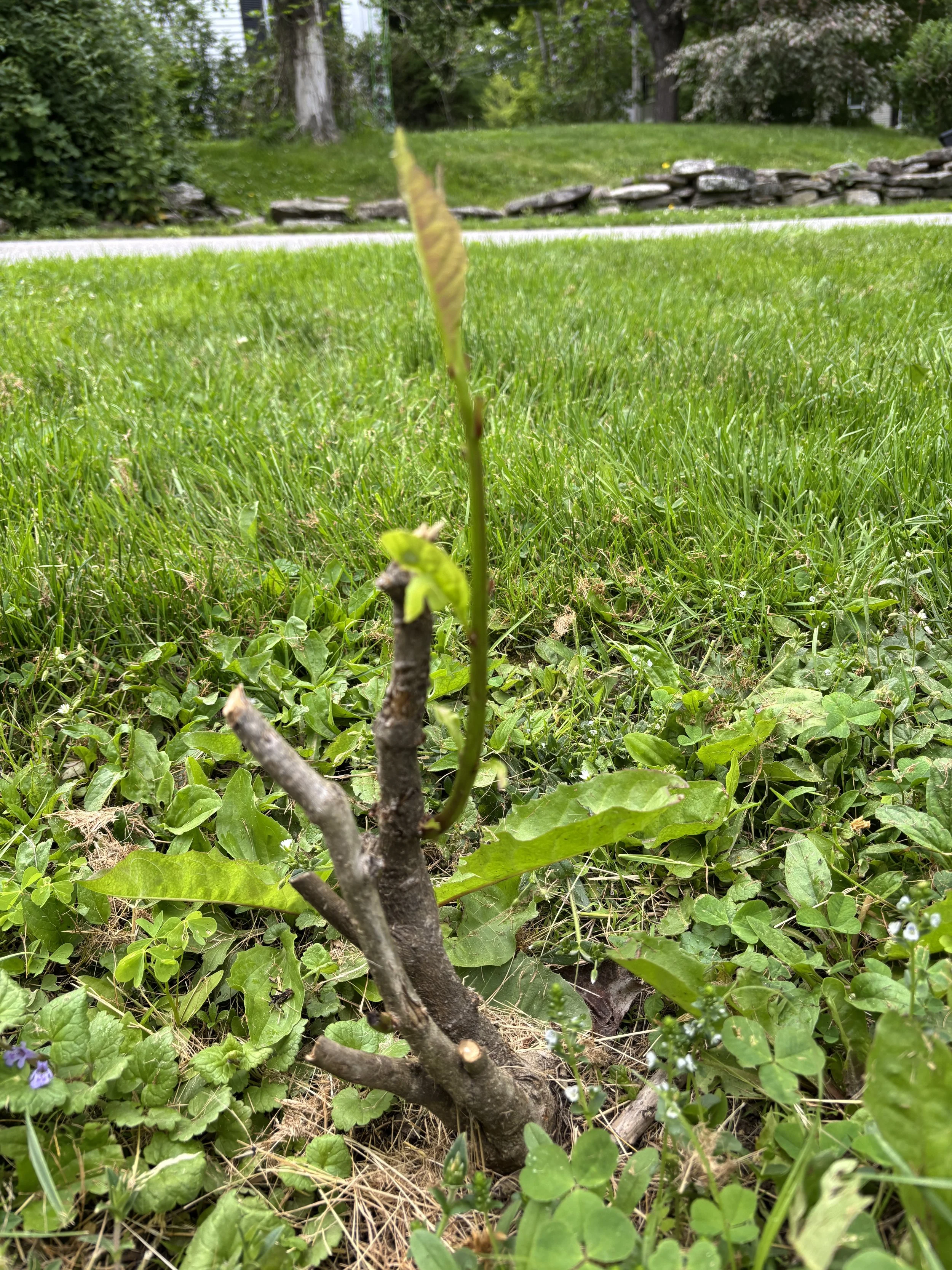 Pruned