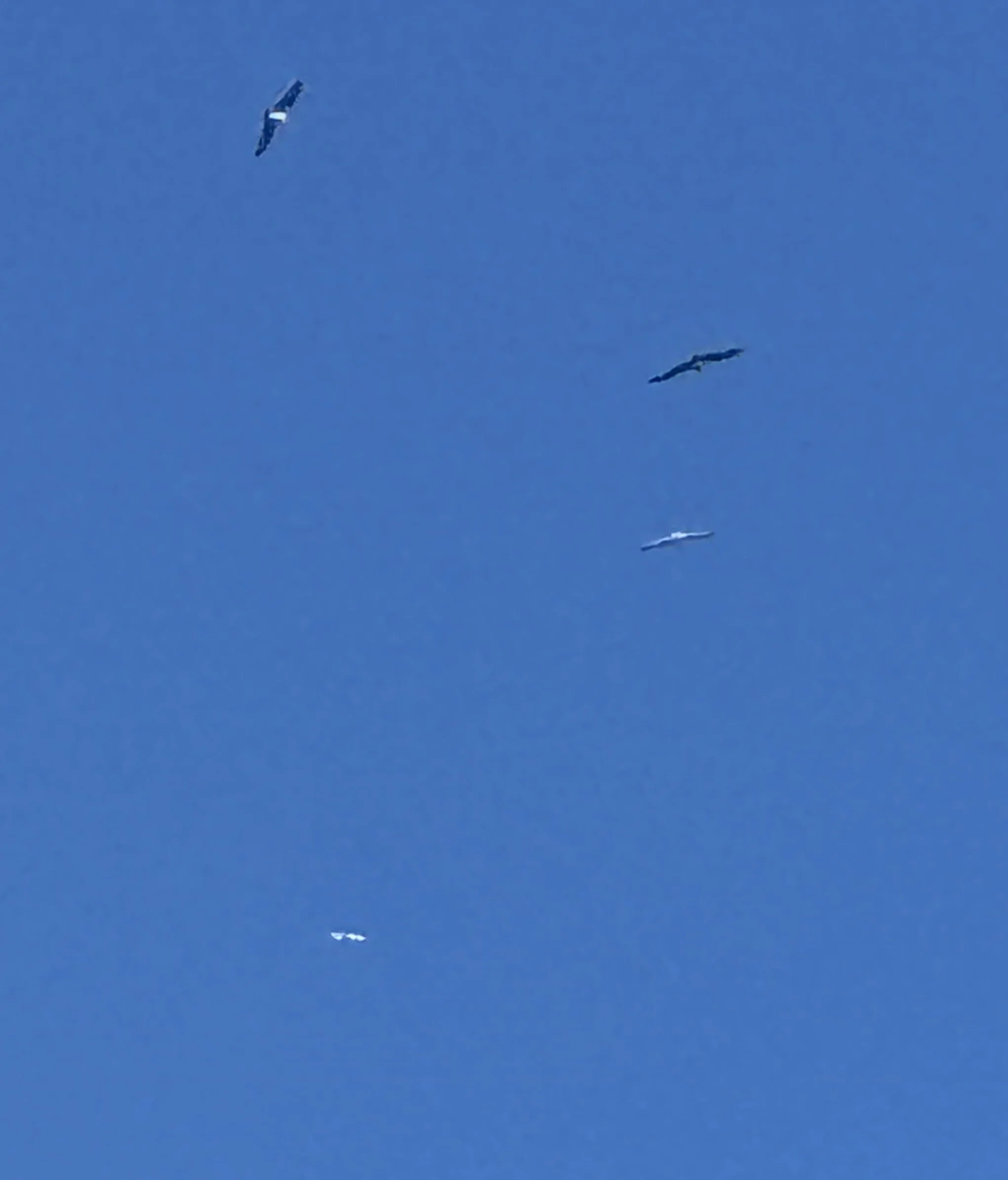 Midair