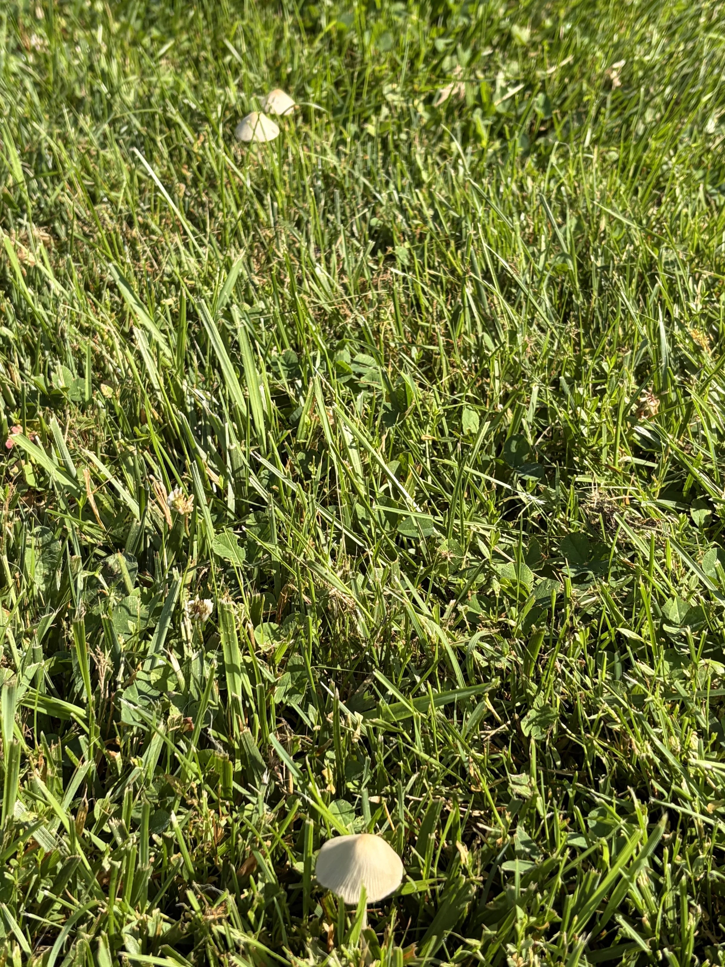 Sprouting