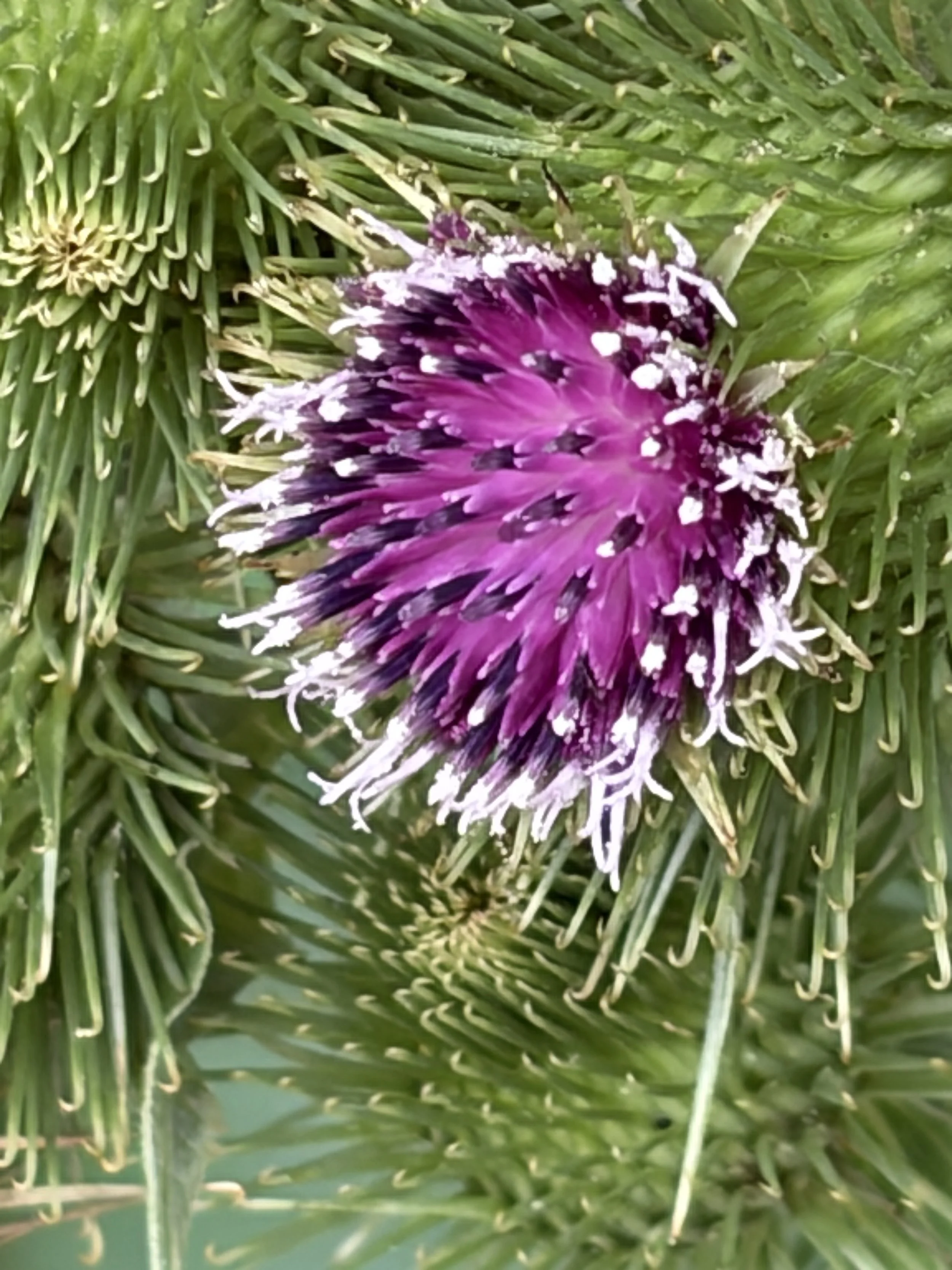 Hedgerow
