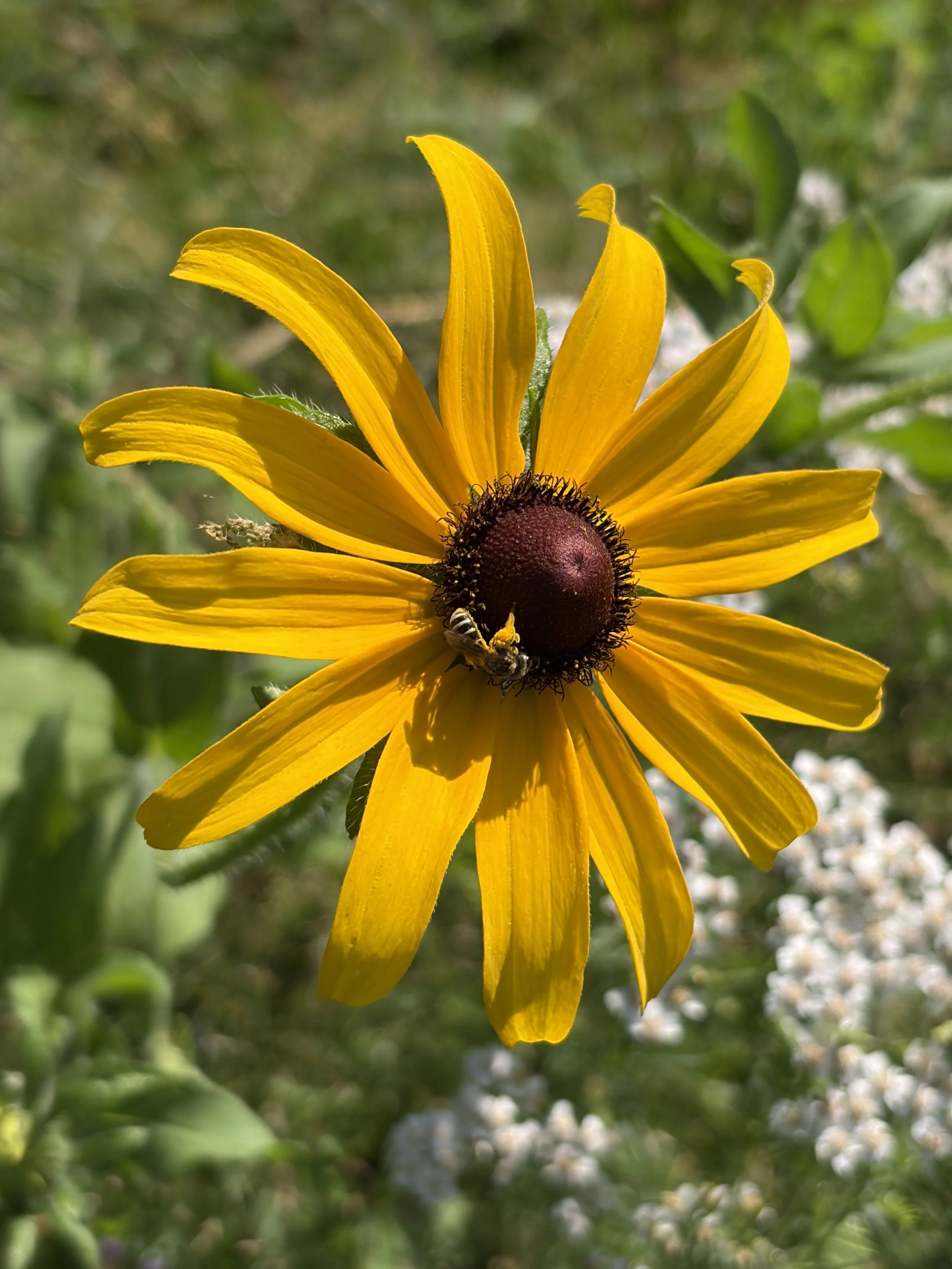 Fetching pollen