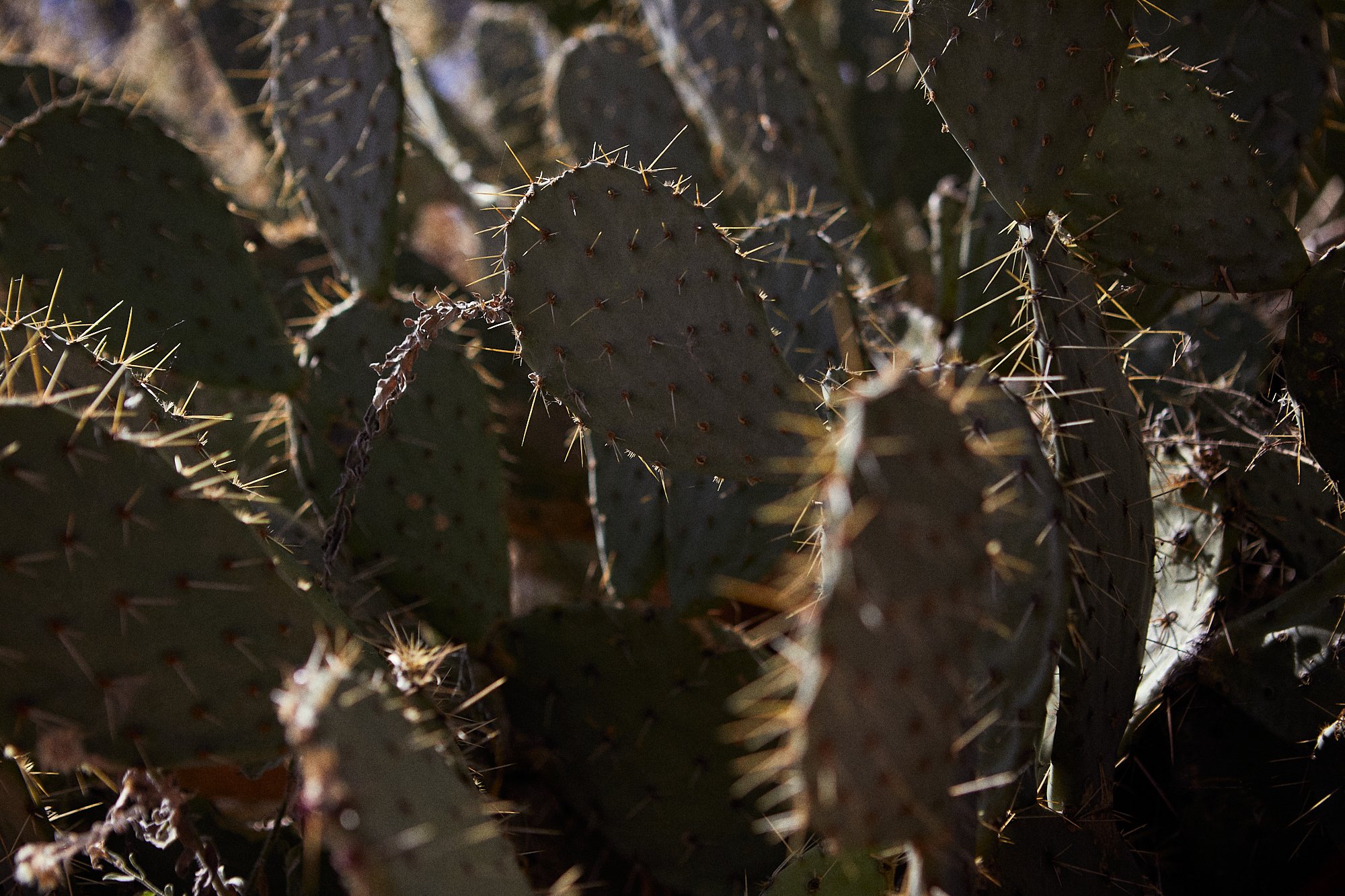 Enviromental_Sedona_0956 1.jpg