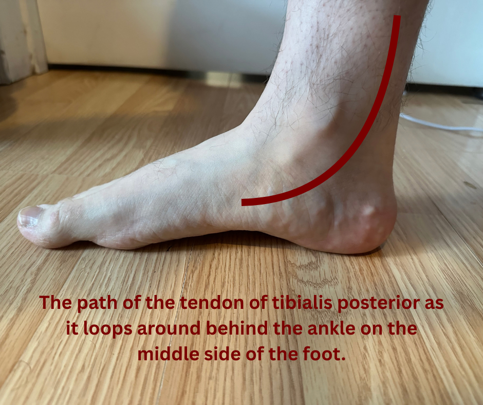 Tendinopathies of the Ankle