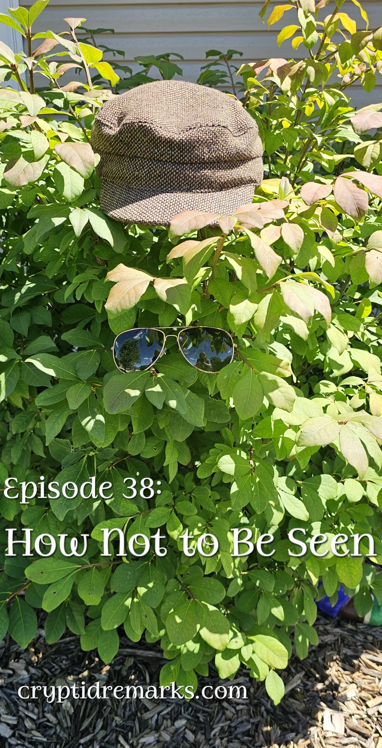 A hat and sunglasses in a bush