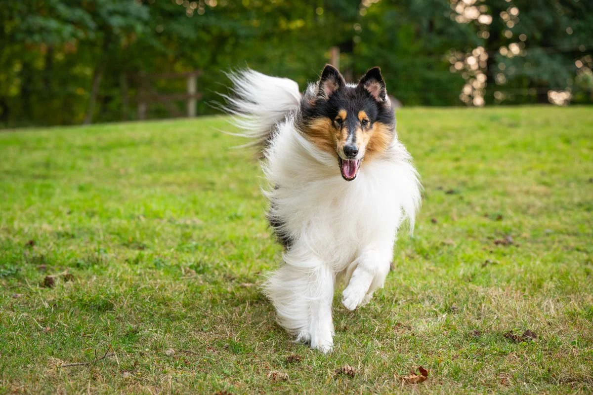 seattle-dog-portraits-collie-1.jpg