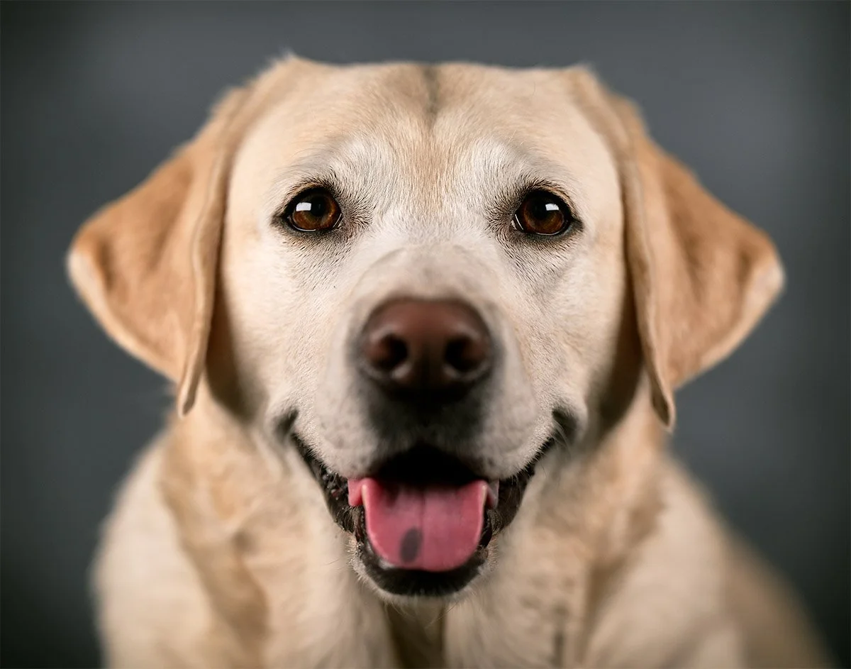 seattle-dog-portraits-golden-retriever-2.jpg