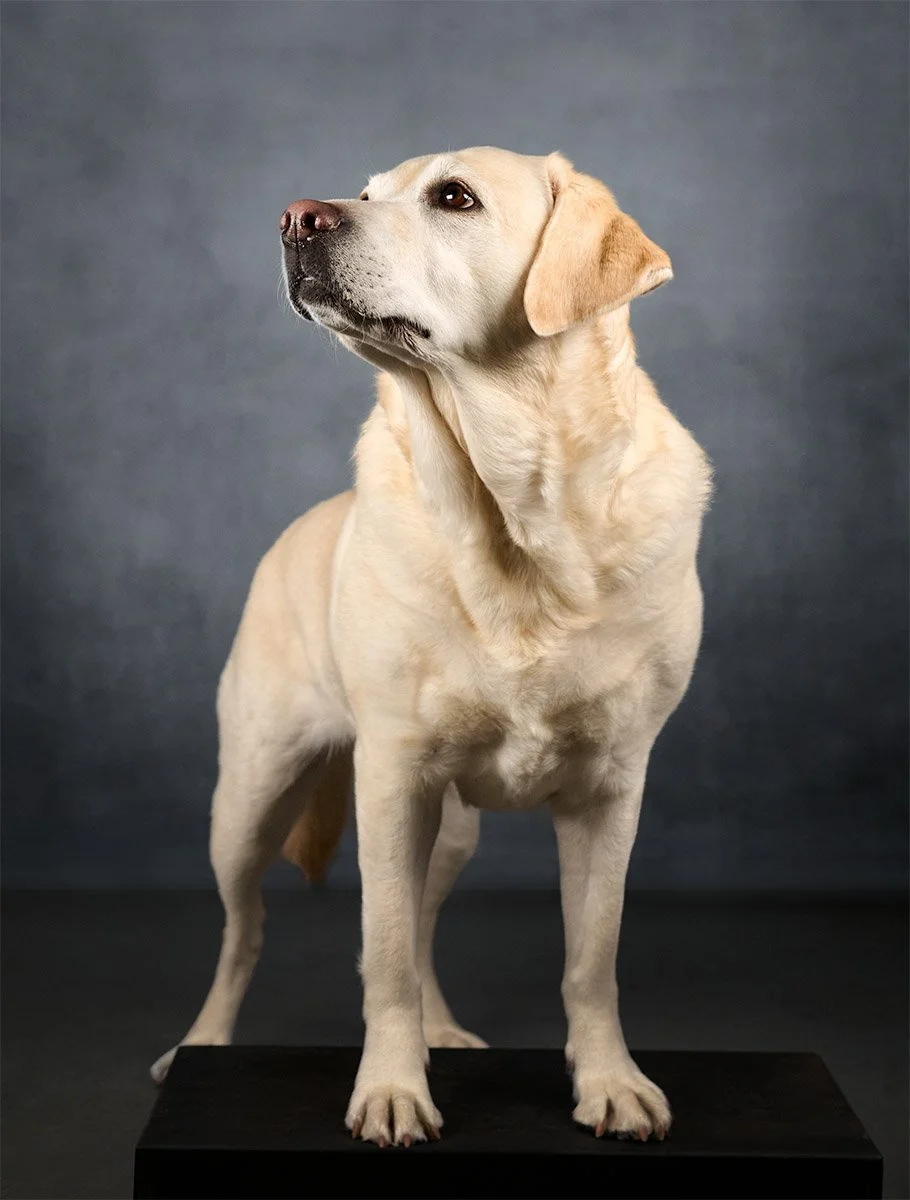 seattle-dog-portraits-golden-retriever-1.jpg