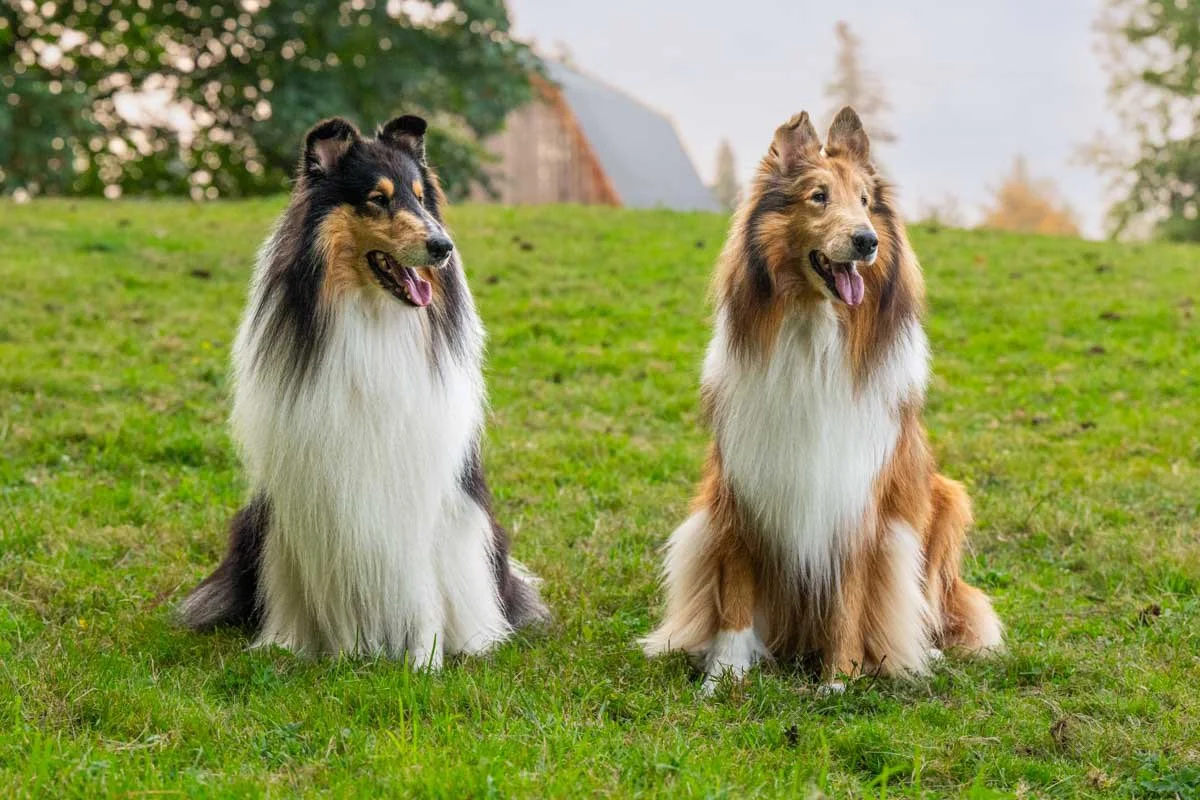 seattle-dog-photos-collies.jpg