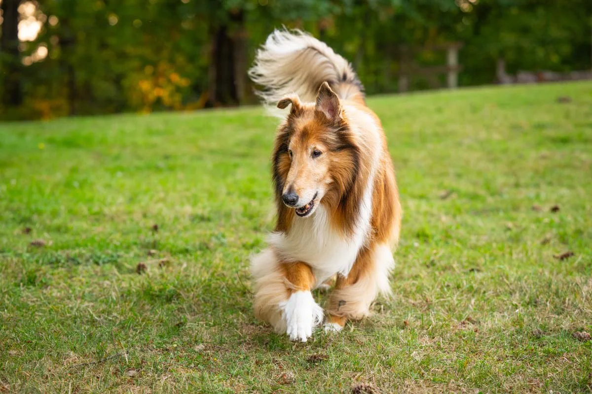 seattle-dog-portraits-collie-2.jpg