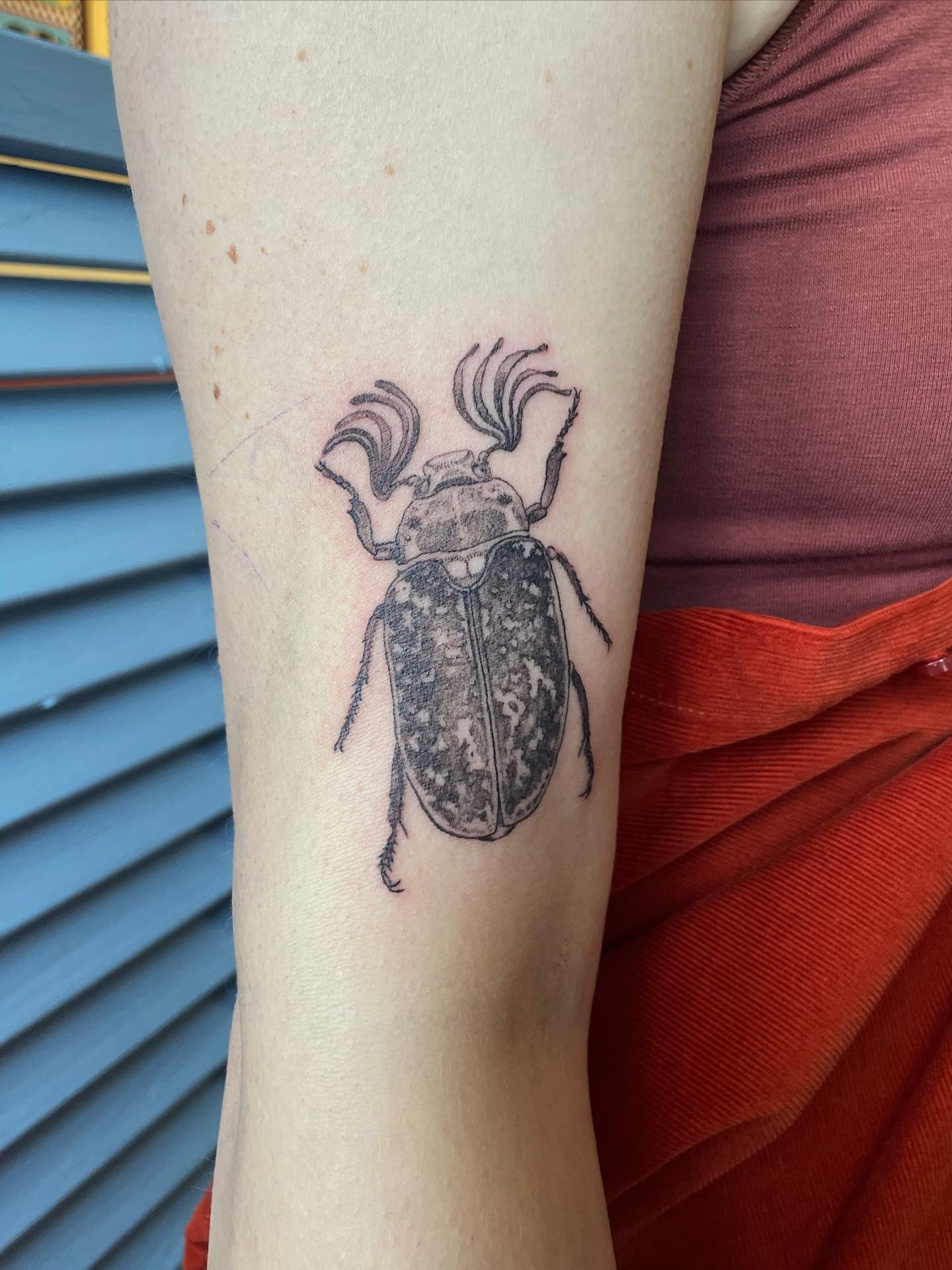 Pine chafer 🌼 Tack Daniela !