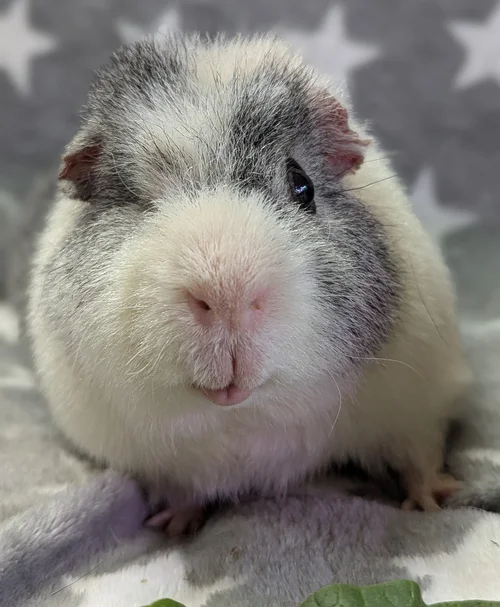 Gray and white guinea pig at Running Out of Hay