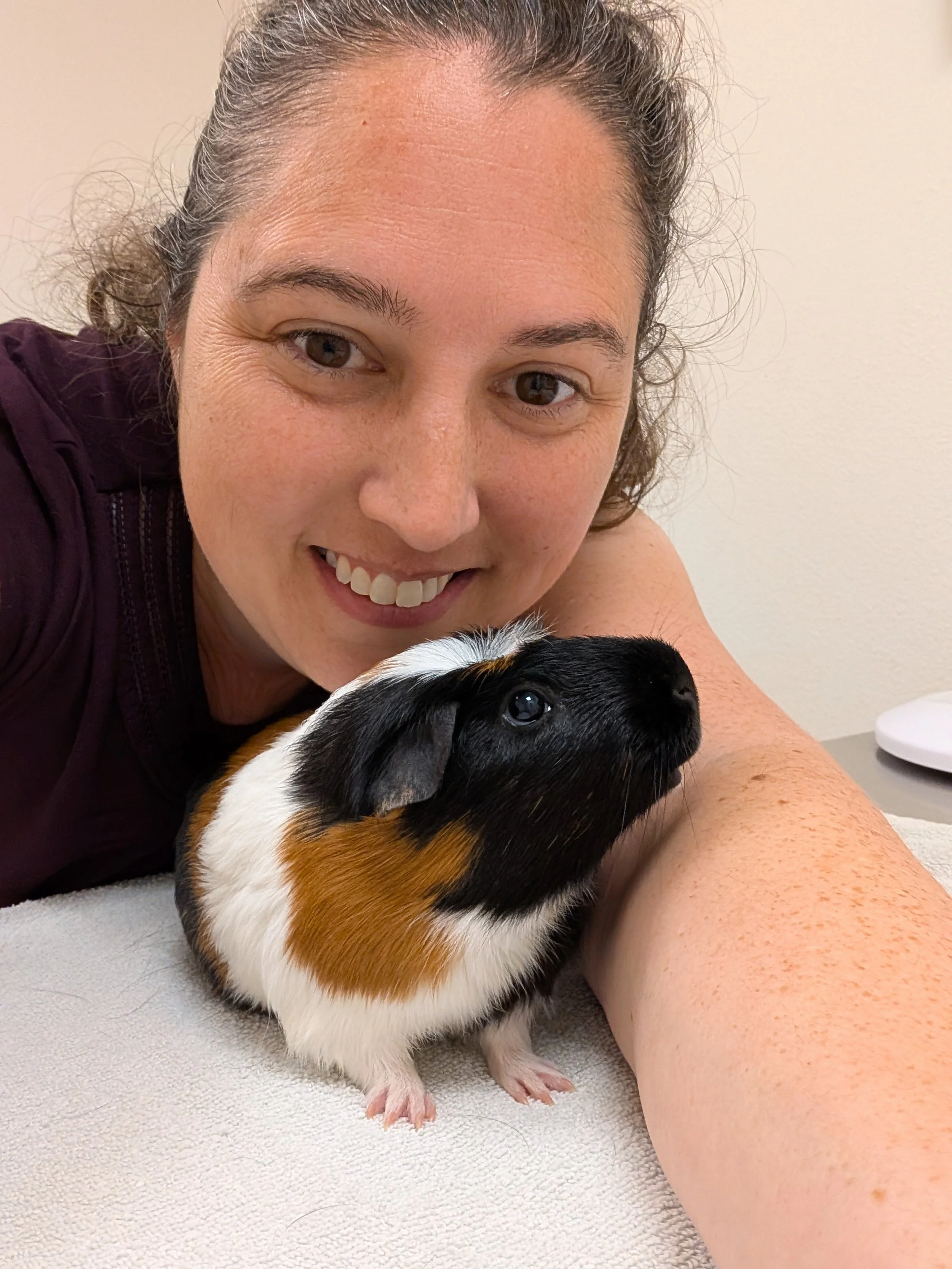 Guinea pig at Running Out of Hay rescue
