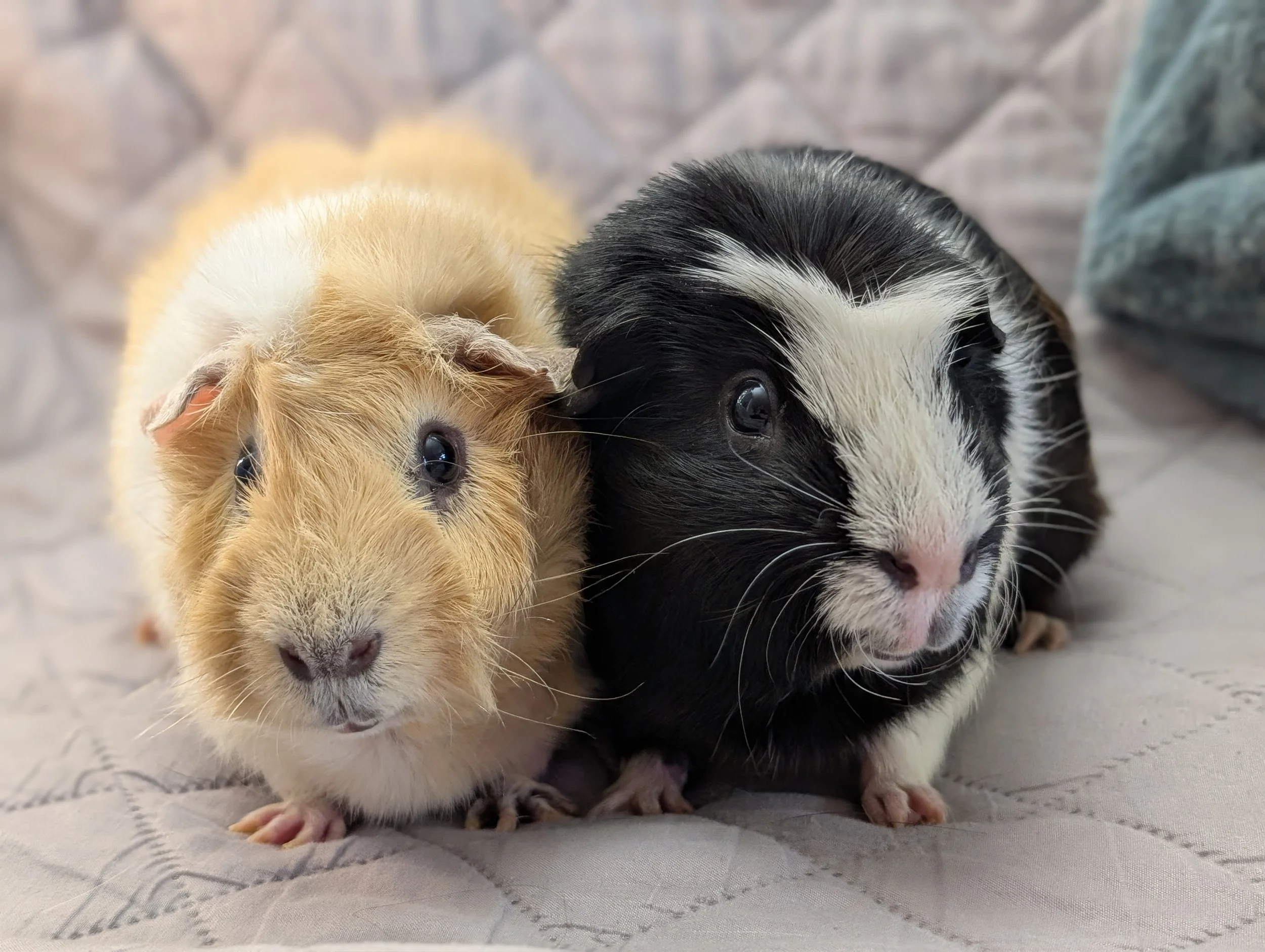 Two guinea pigs sitting together