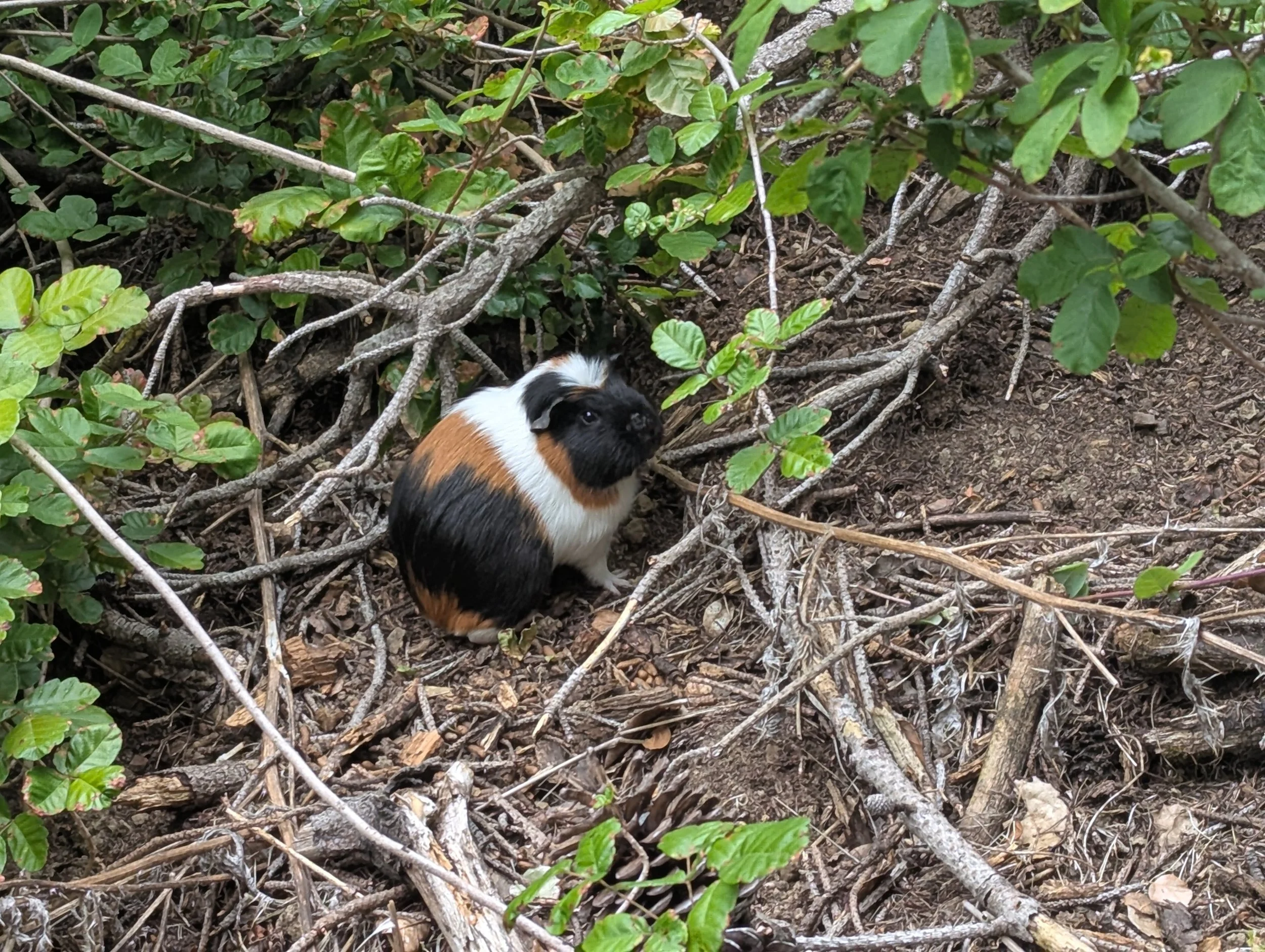 Guinea pig found among outdoor vegetation