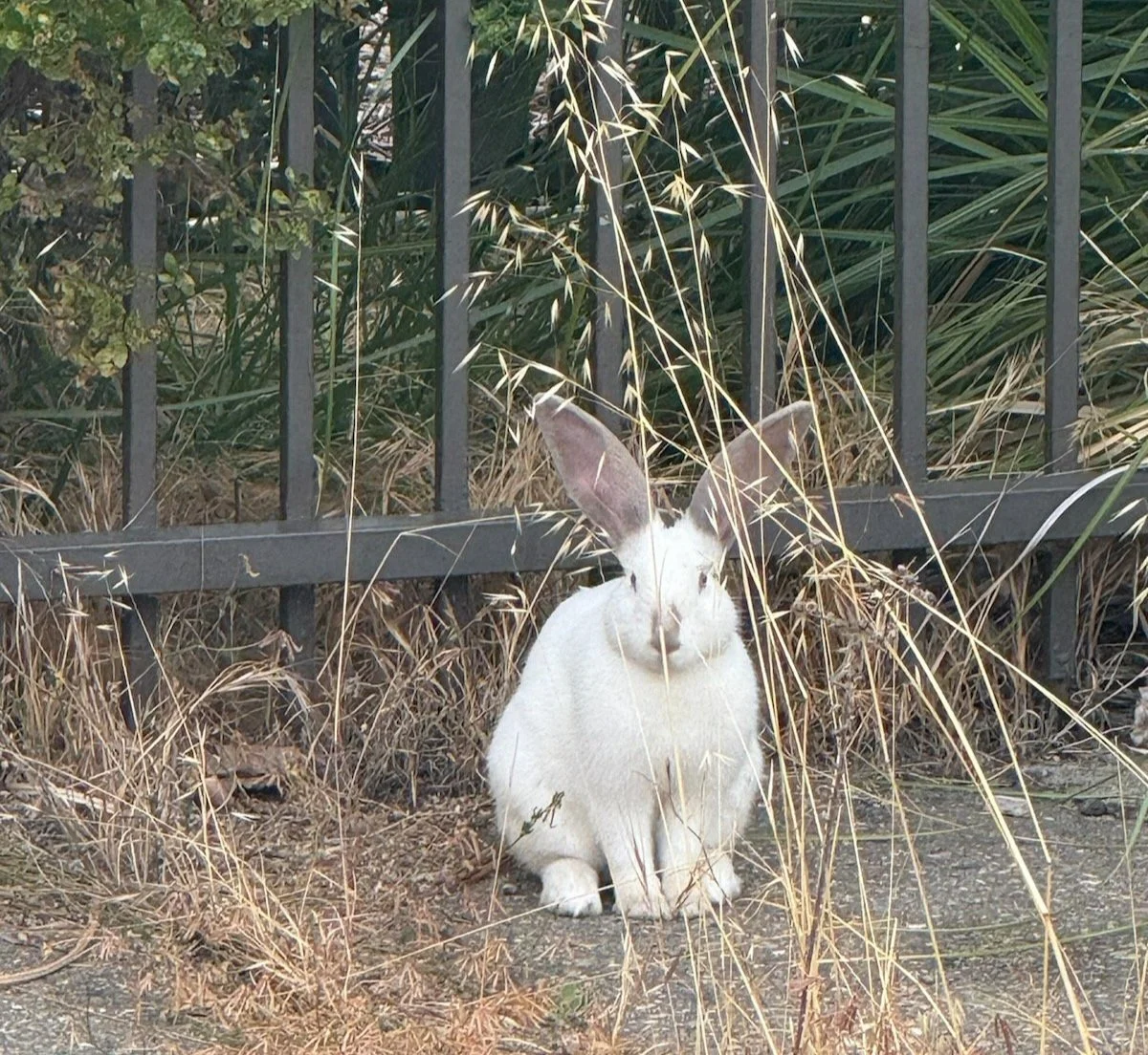 White rabbit spotted outdoors