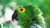 How to Train a Parrot: The Do’s and Don’ts for Parrot Training Success ...