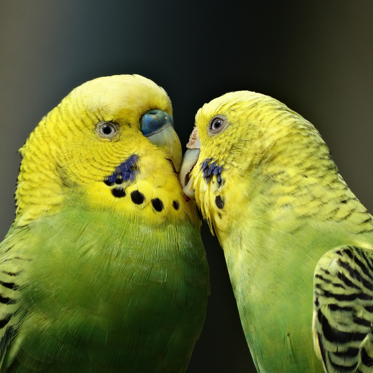 Curated visual reference: Picture Idea: How To Clean A Parrot Cage A Complete Guide For
