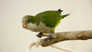 How to Train a Parrot: The Do’s and Don’ts for Parrot Training Success ...