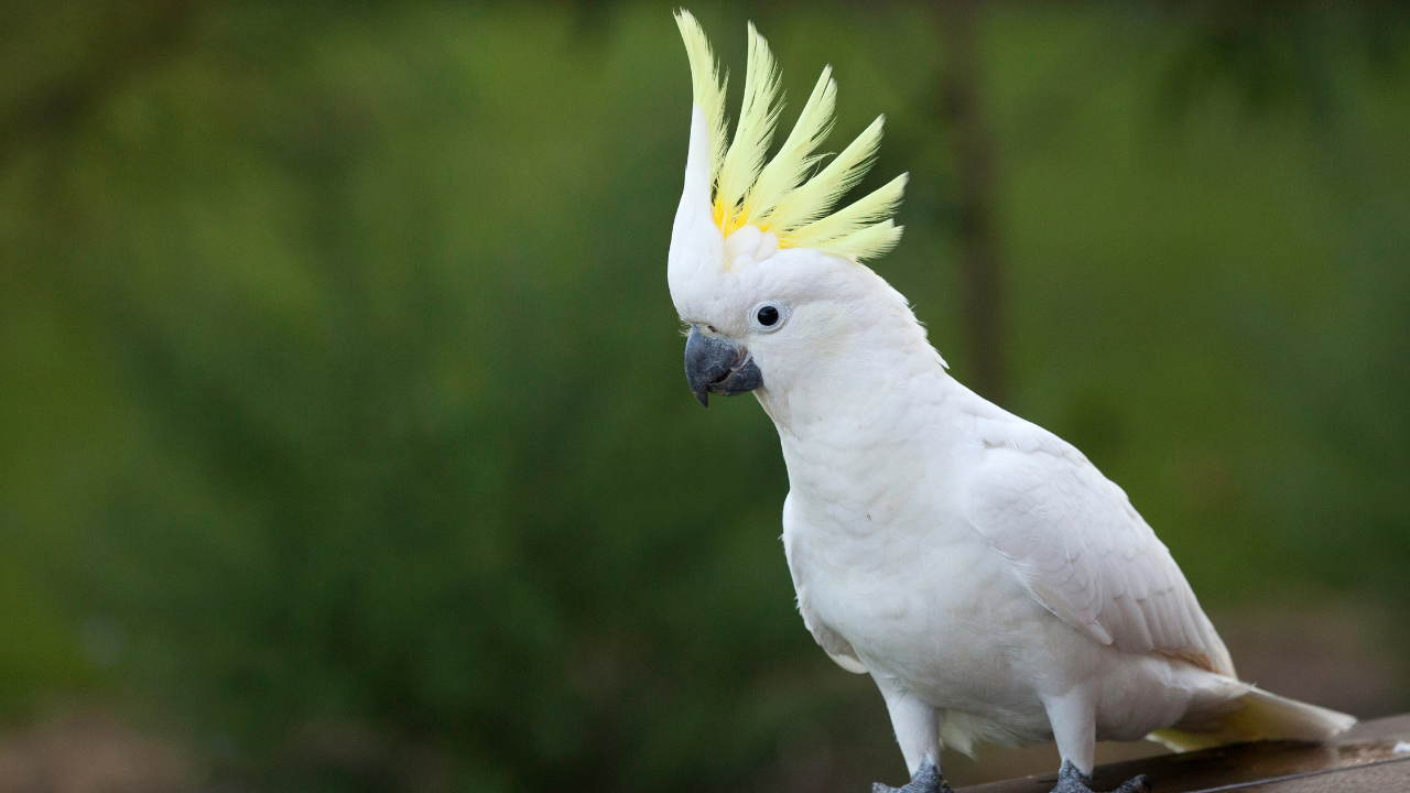 Photo inspiration: Reducing Parrot Screaming Through Exercise Reference: How To Stop Your Parrot From Screaming Effective Techniques