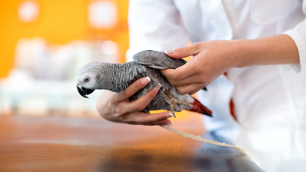 Essential First Aid Tips for Parrot Owners: What to Do in an Emergency ...