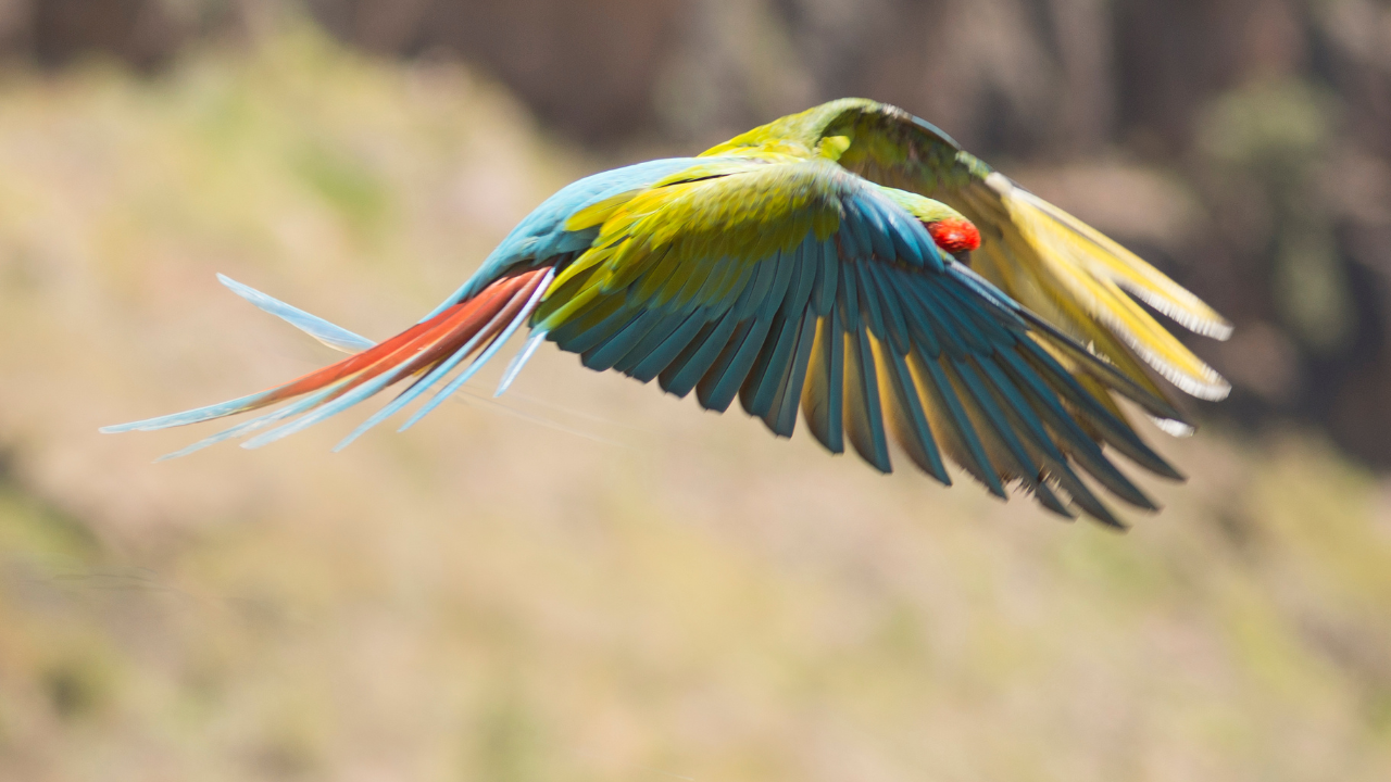 View of Wing Clipping: Is it Ever OK to Clip a Parrot’s Wings? — United Parrot ...