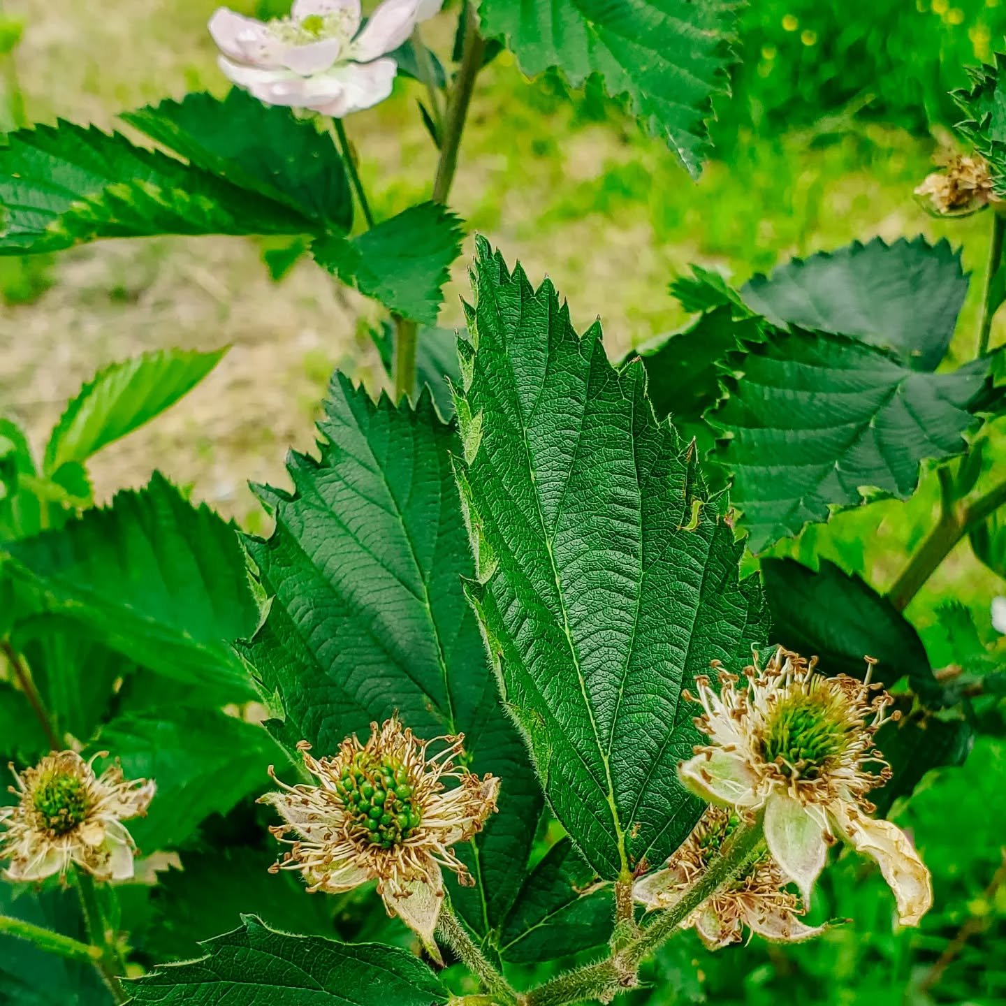 The blackberries are coming along stunningly. We've had a lot of rain recently which is great for making juicy, sweet berries. 

What's your favorite way to enjoy these summer delights?