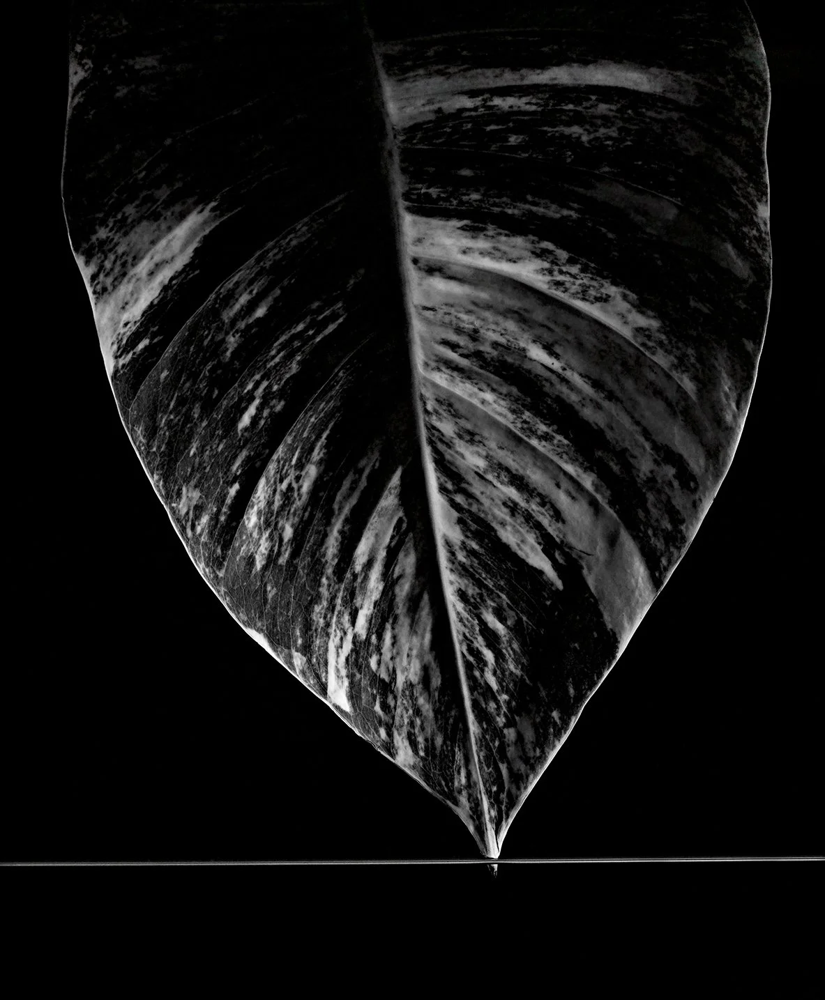 flower.11.16.08-000169-Photo- Carlos Domenech.jpg