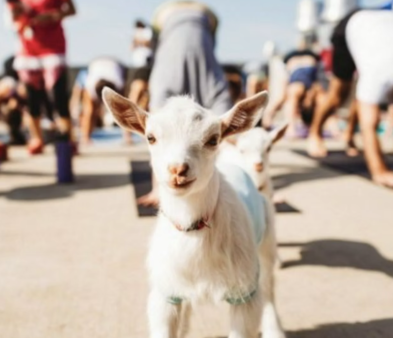 Goat Yoga