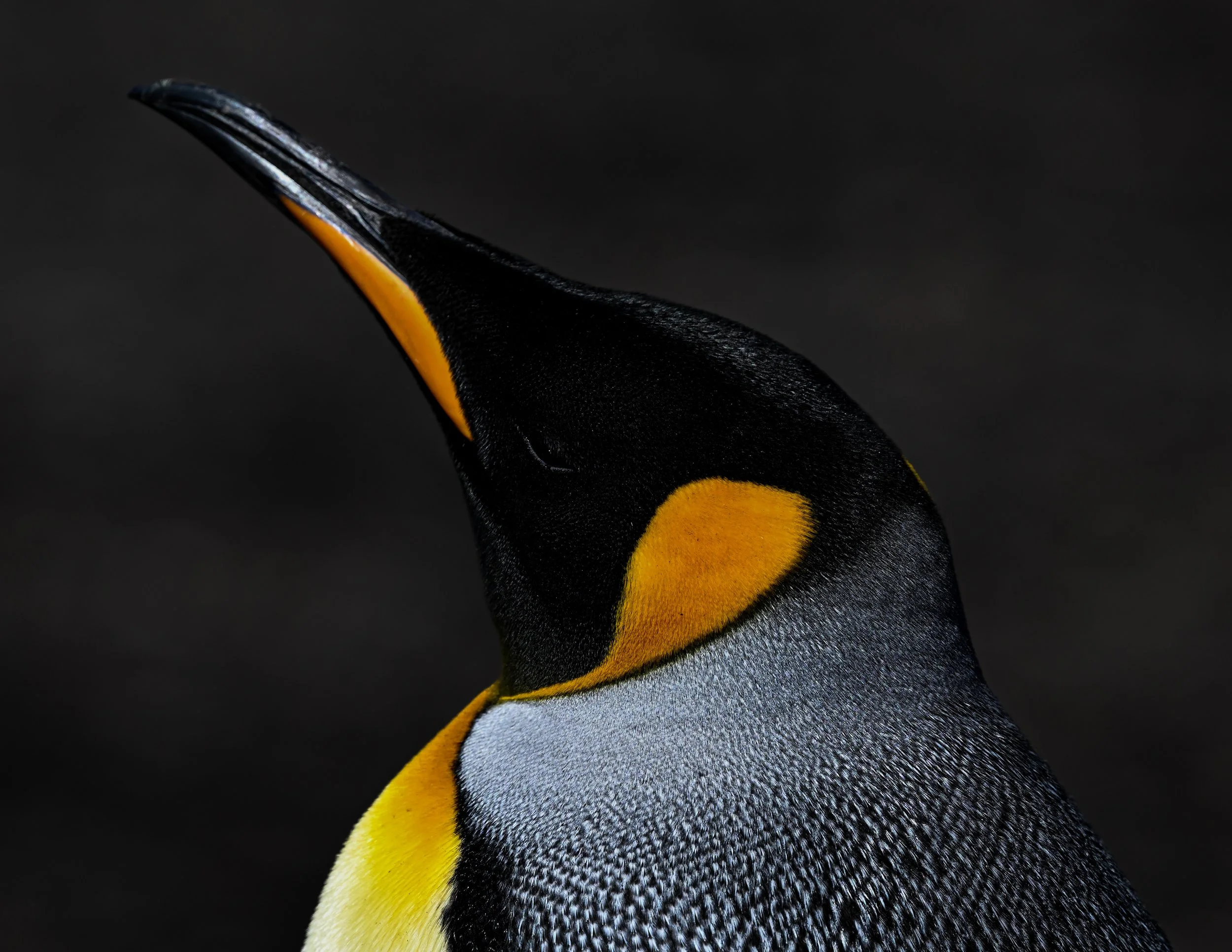 Close-up of a king penguin's head and upper body showing black, white, yellow, and orange feathers against a dark background.