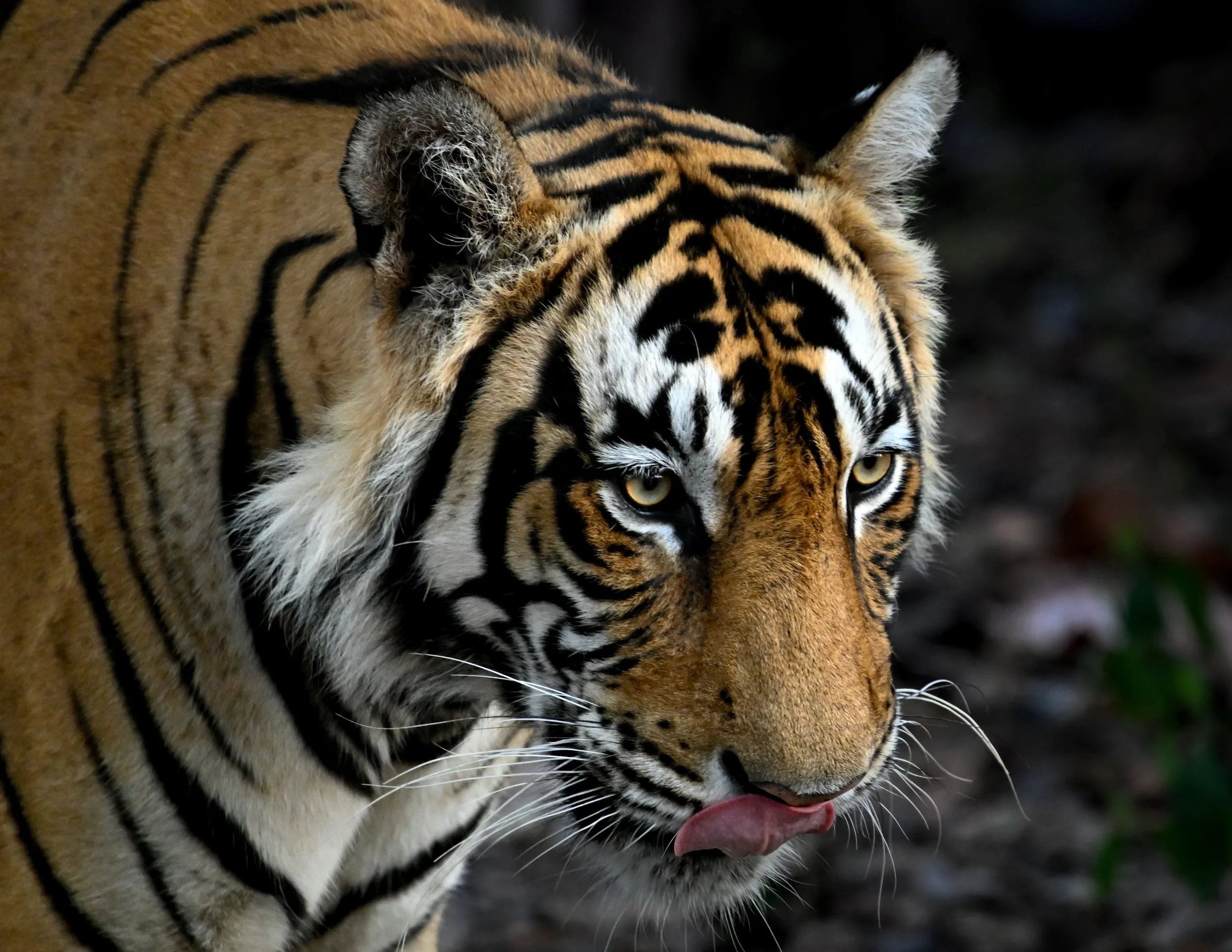 Close-up of a tiger grooming itself, licking its face with its tongue.