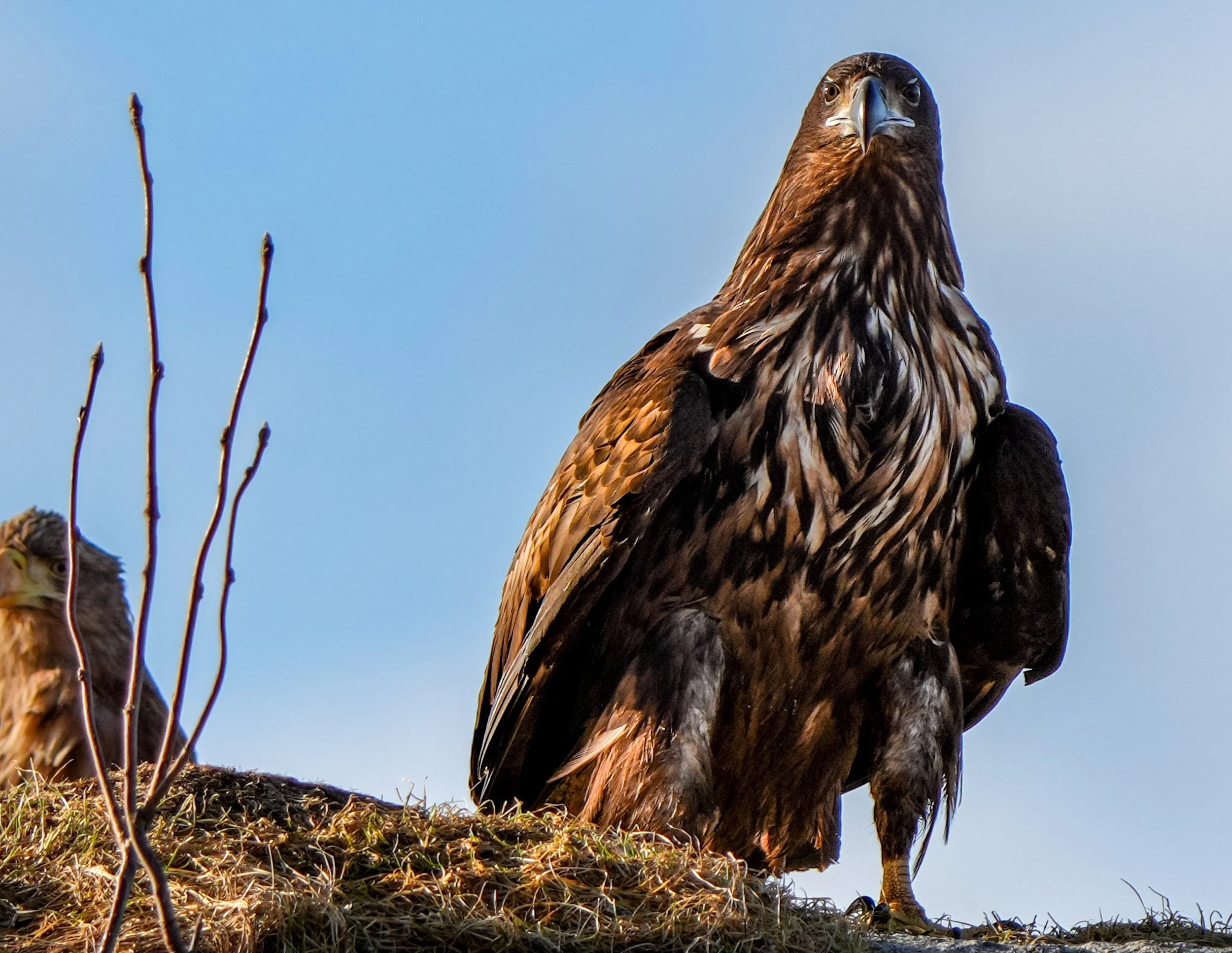 An image of a large bird of prey, likely an eagle, standing on a nest with a small chick nearby against a clear blue sky.