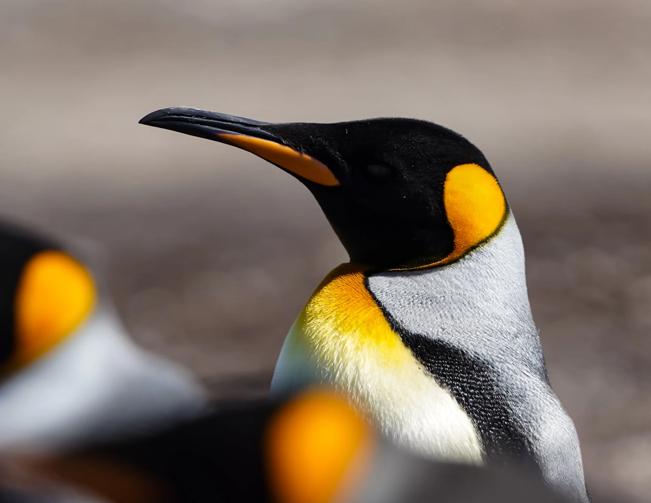 Close-up of a penguin with black and white feathers and a bright yellow patch on its shoulder, with other penguins blurred in the background.