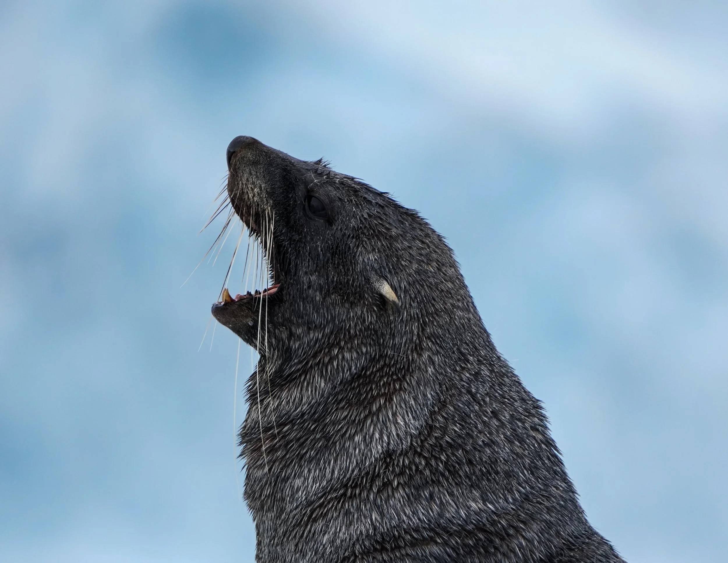 Close-up of a seal with dark wet fur and whiskers, with its head turned slightly upward against a cloudy sky.