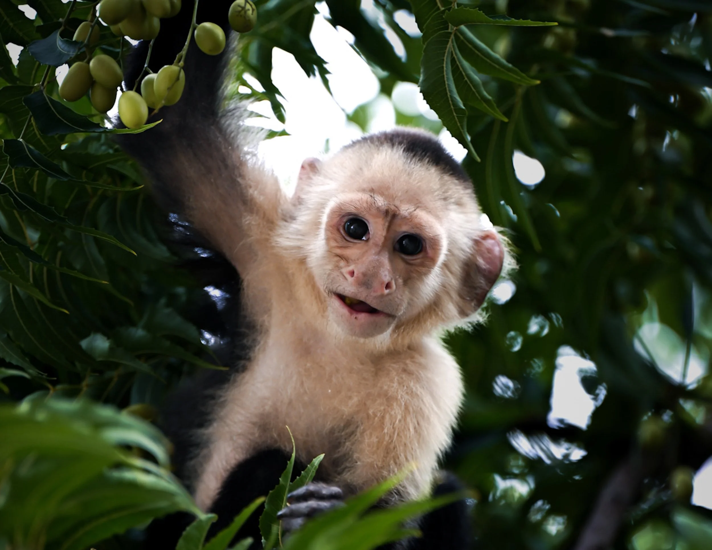A baby capuchin monkey hanging from a tree branch among green leaves and unripe green fruit, looking at the camera with wide eyes and a slight smile.